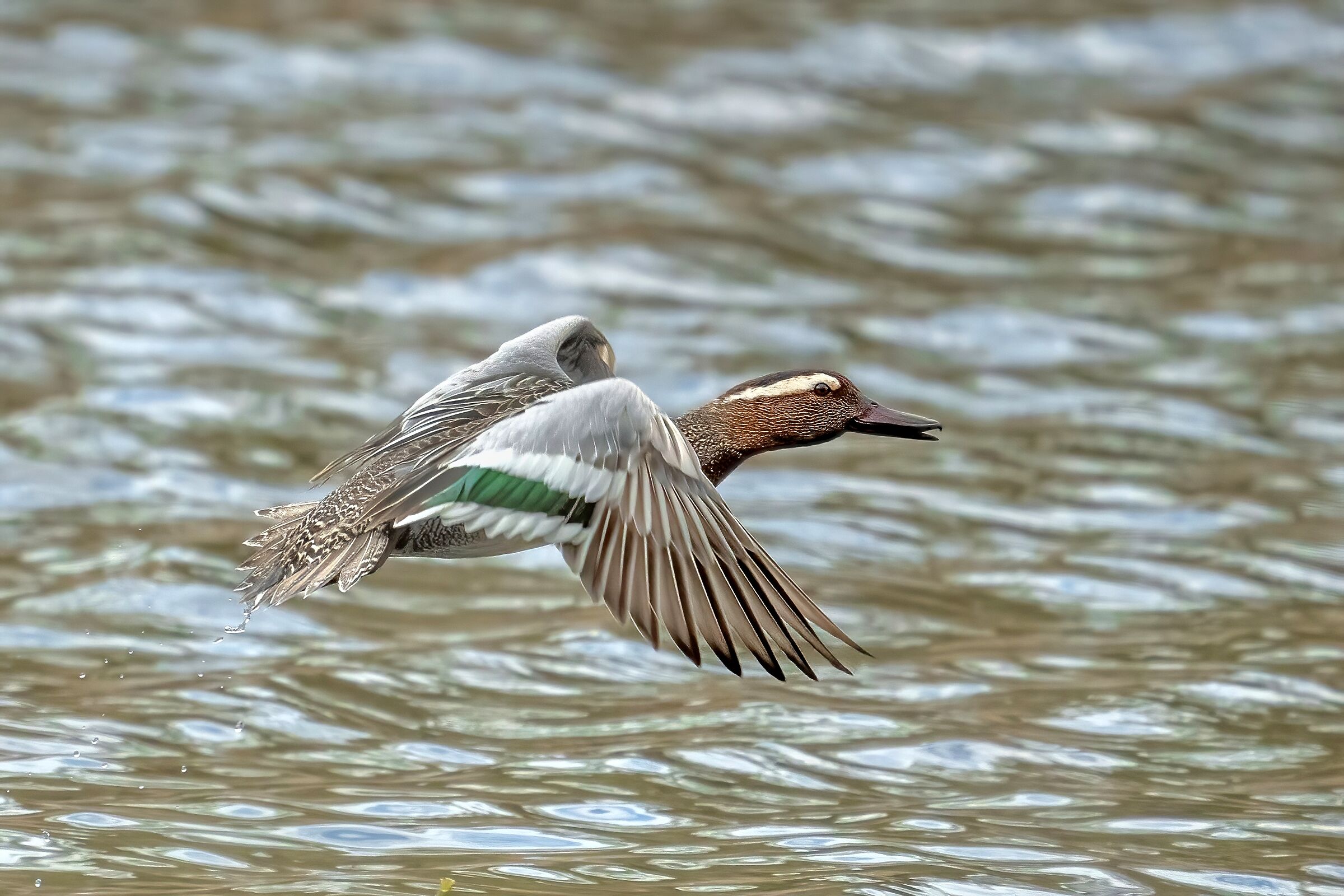 Garganey (Anas querquedula)