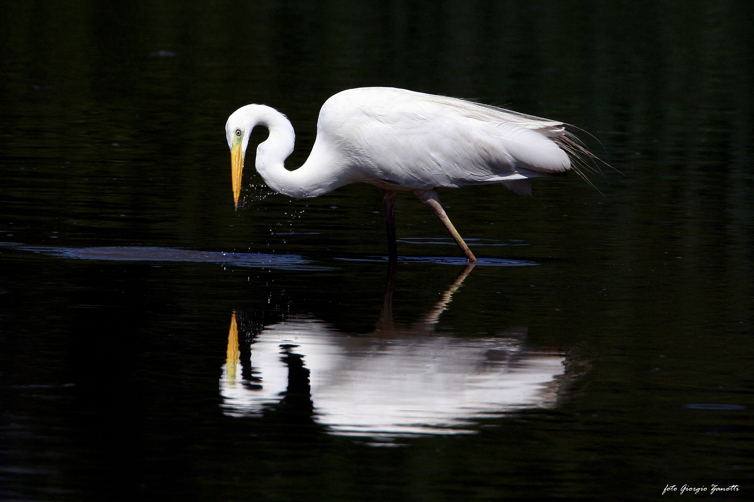 Great Egret.