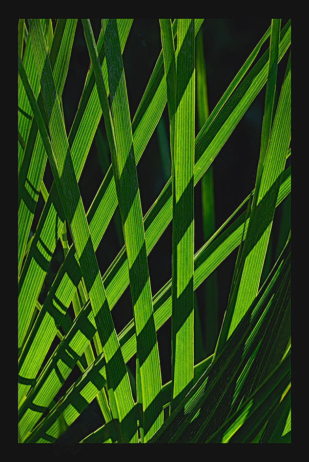 The green lattice