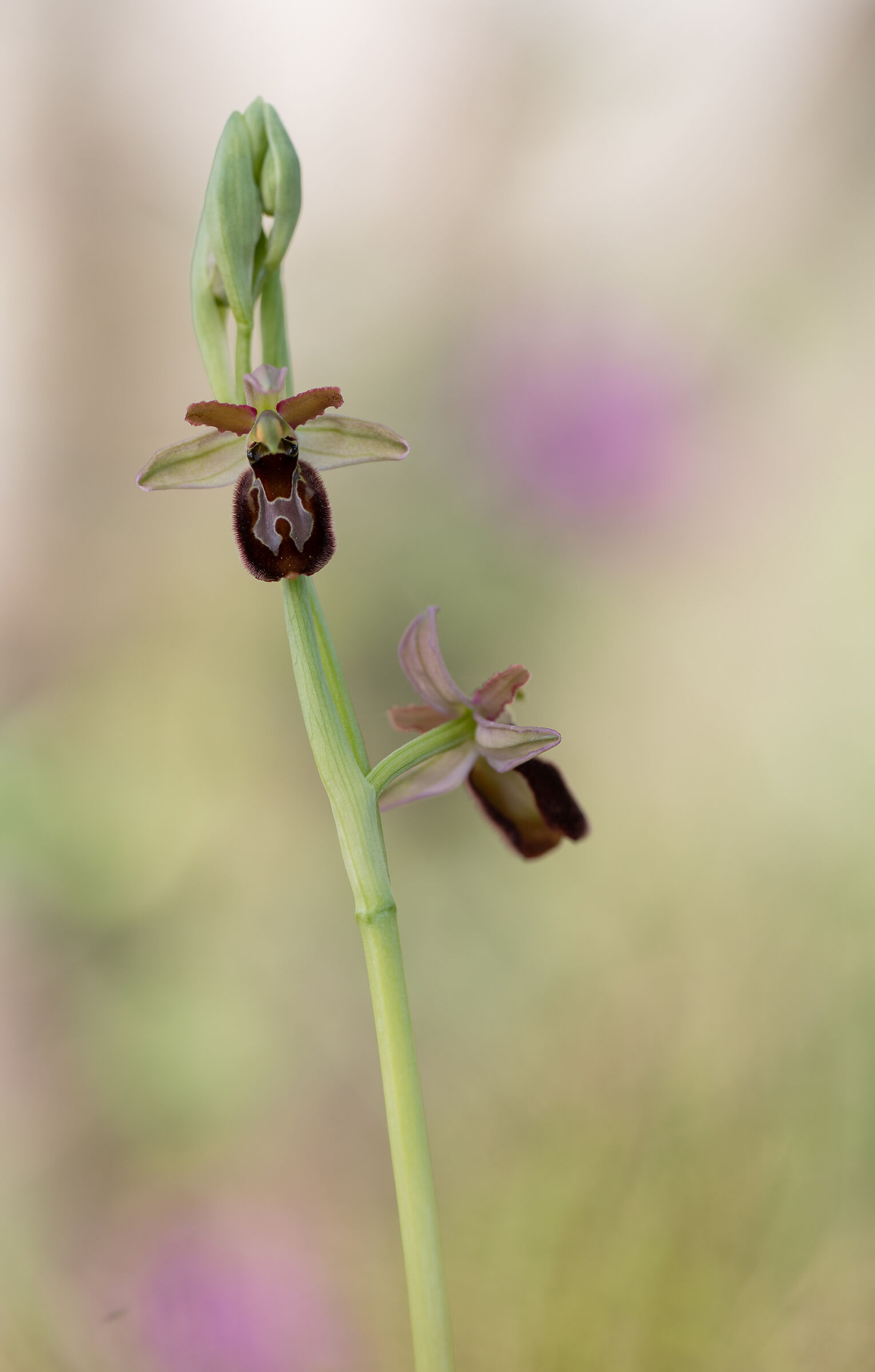 Ophrys x ginevrae