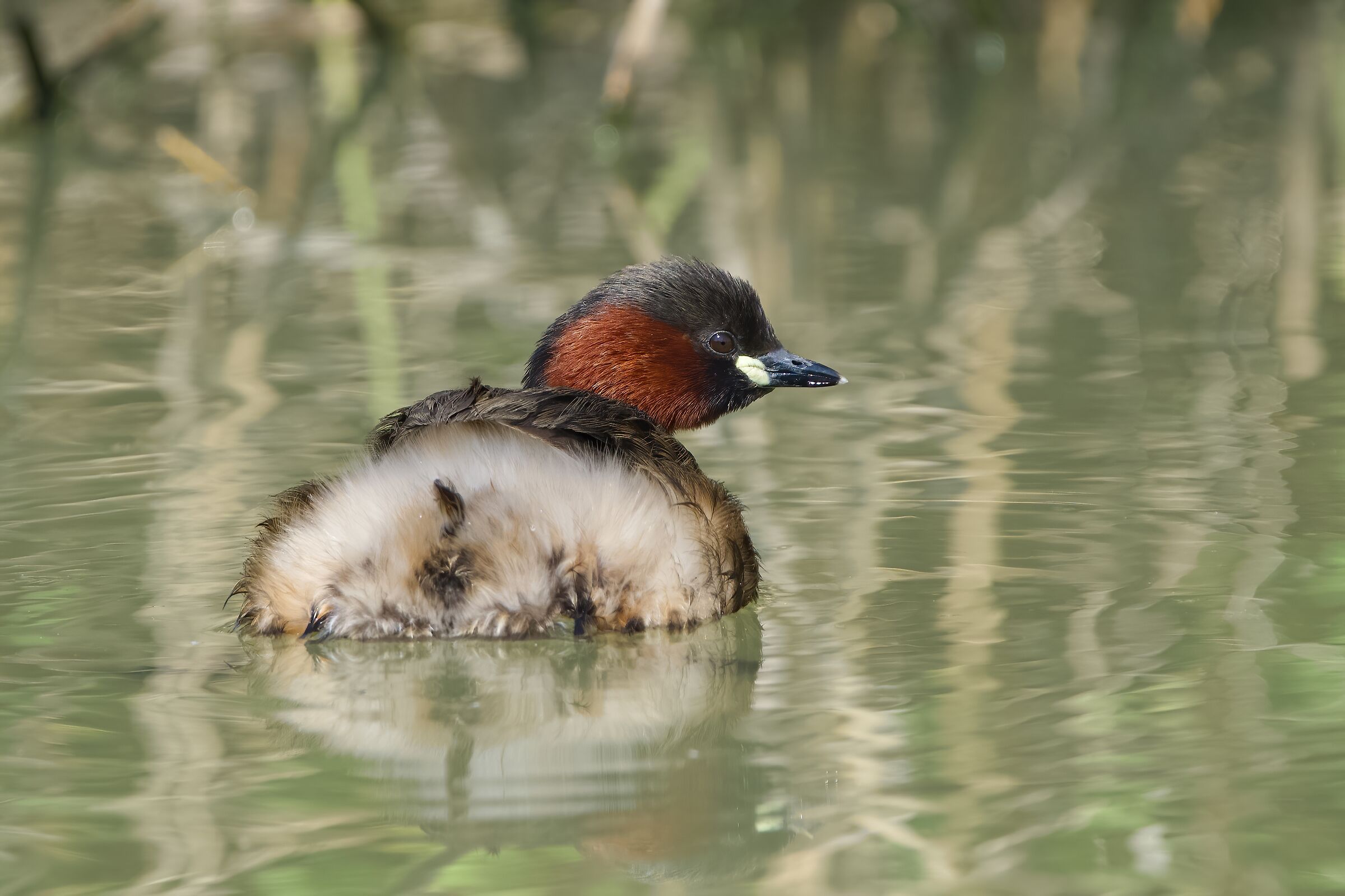 Dabchick