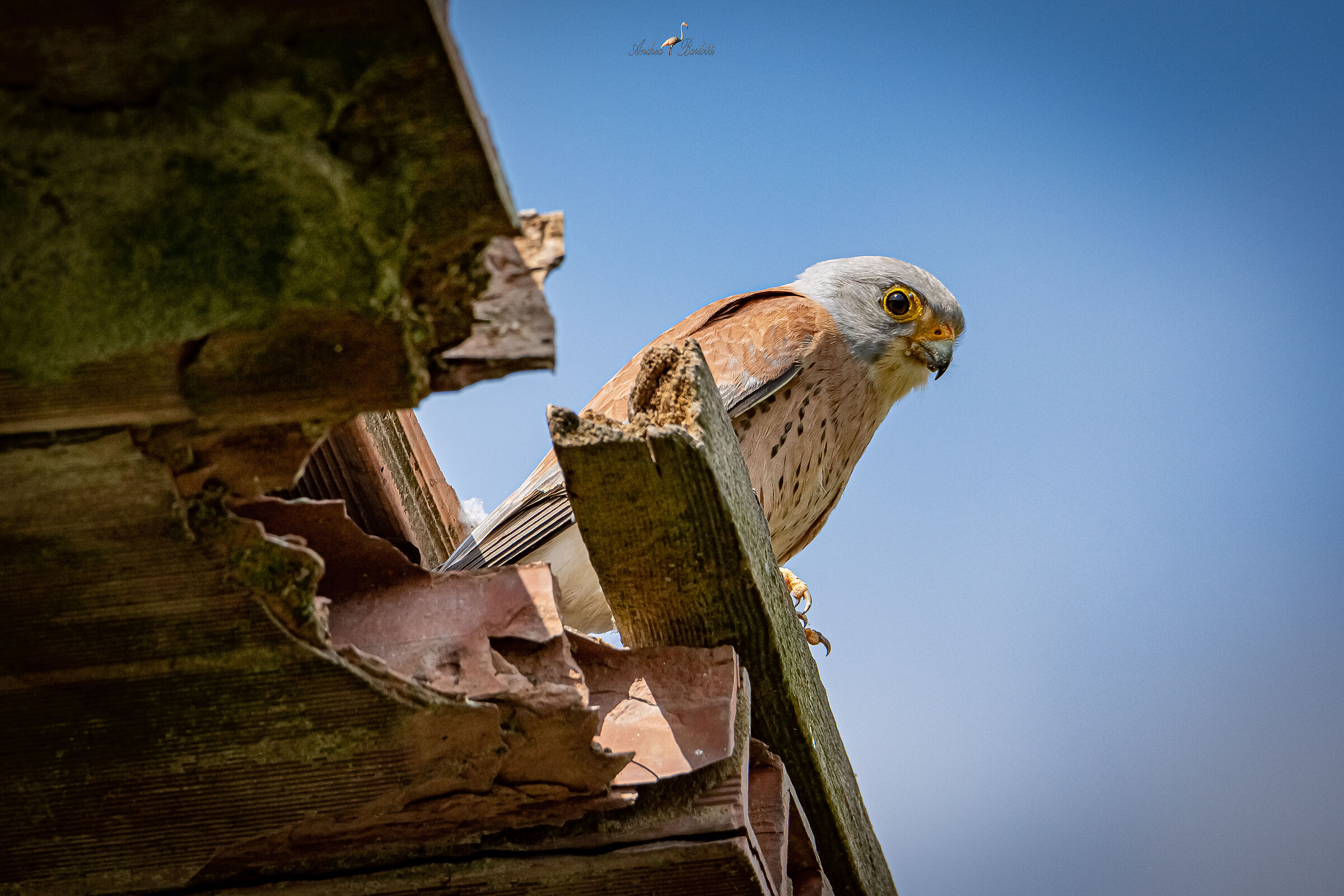 Lesser Kestrel M