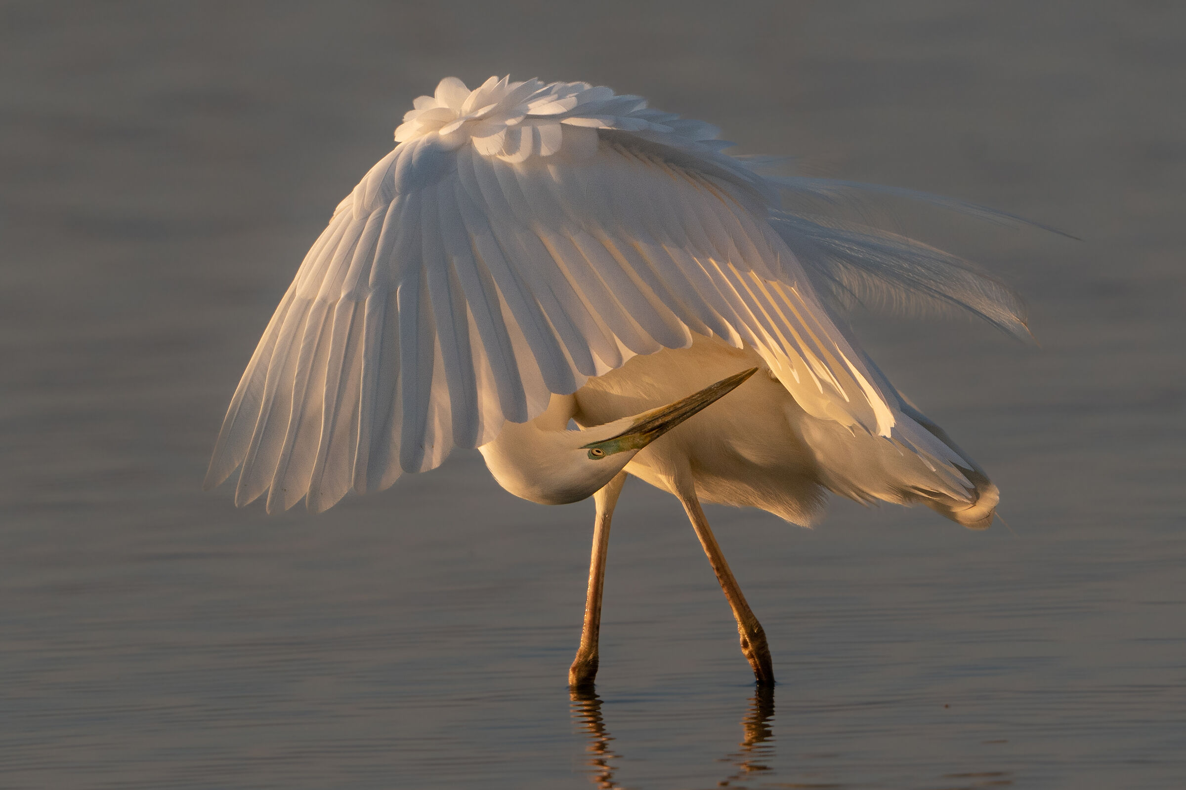 Great white heron