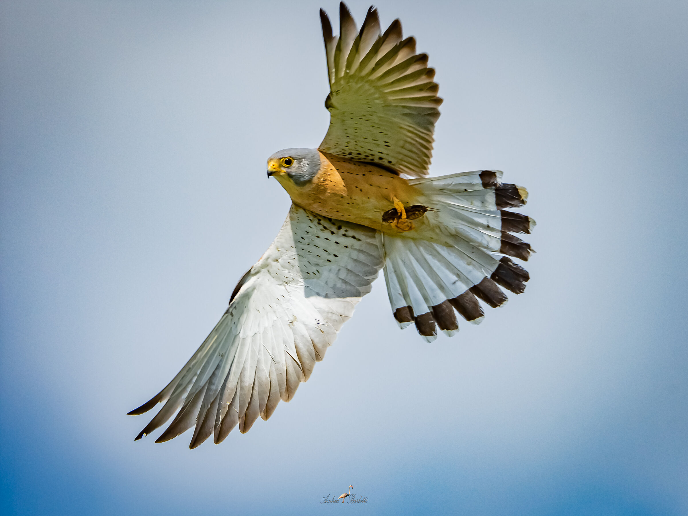 Lesser kestrel and grillotalpa