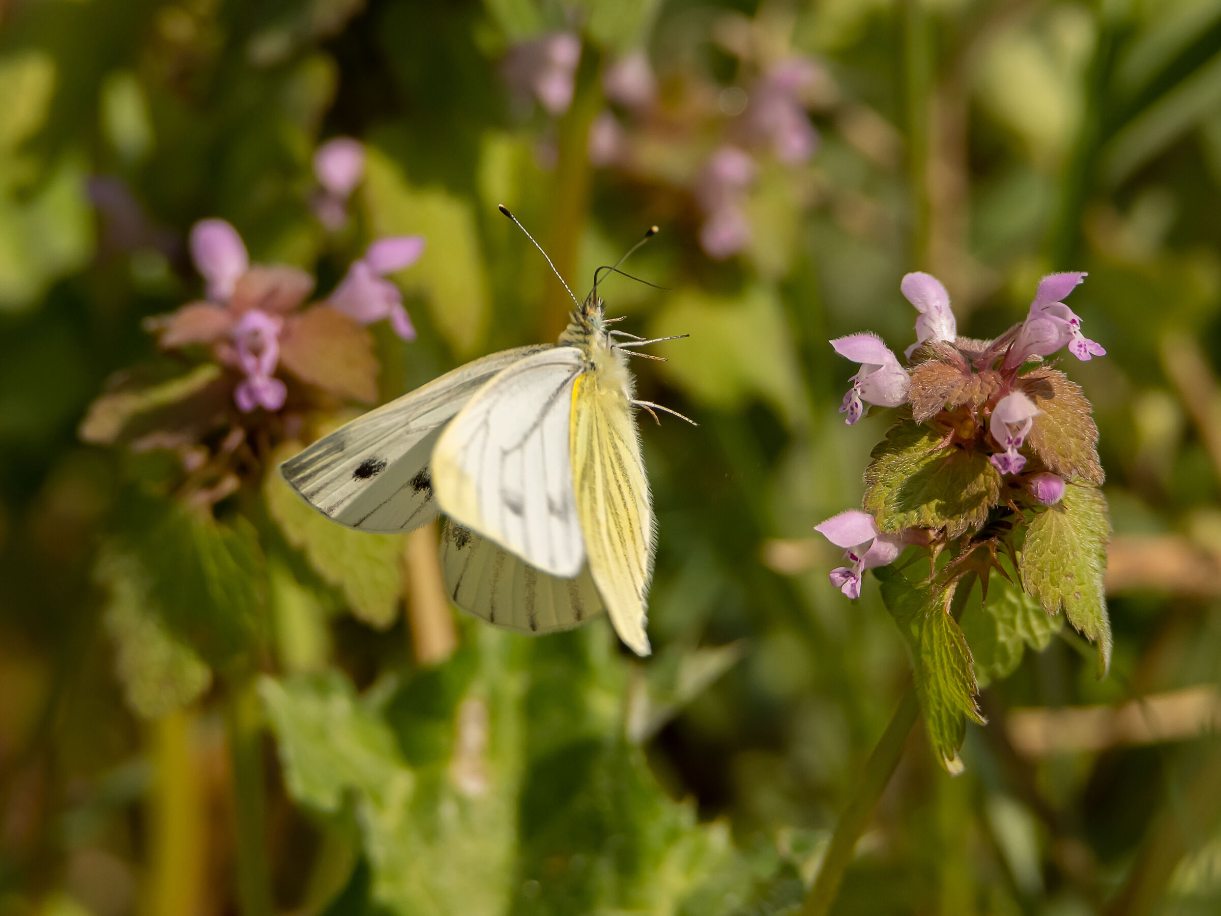 Pieris napi f. Generation I