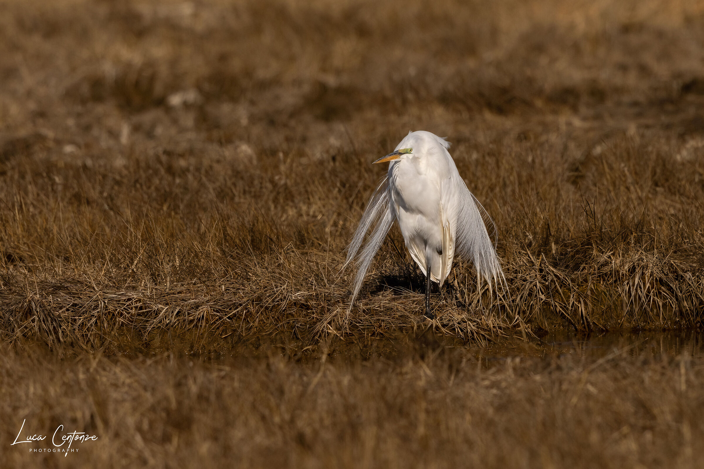 Great Egret (Ardea alba)