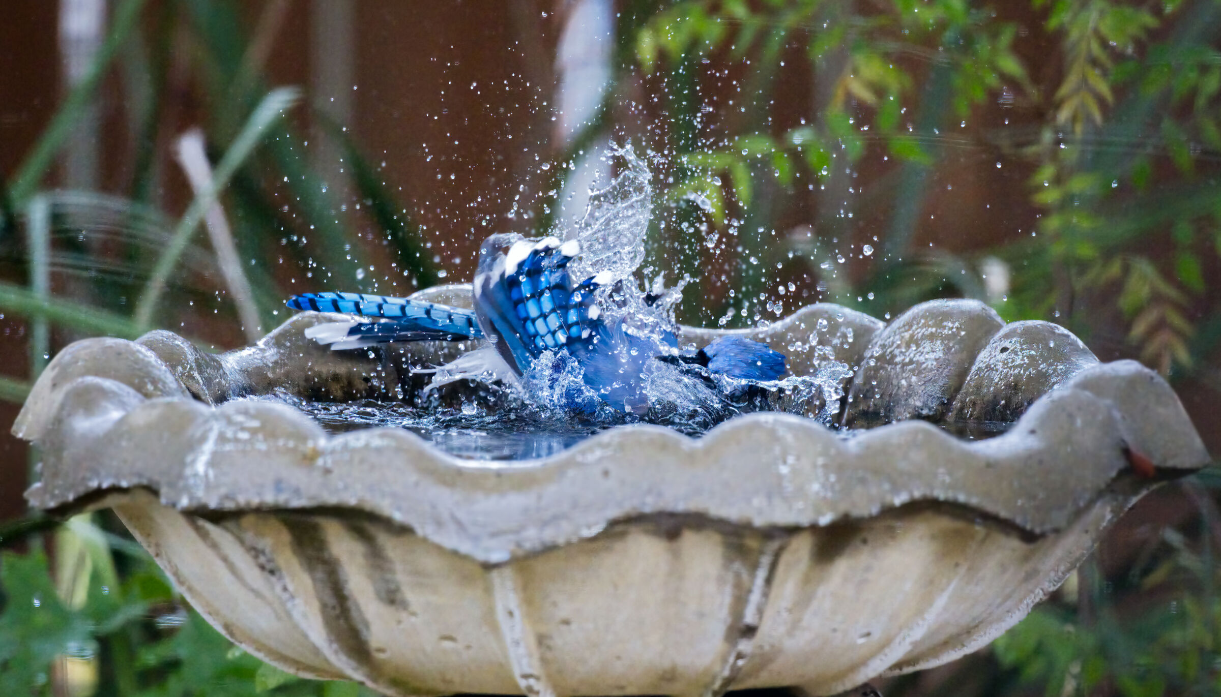Bathing Blue Jay