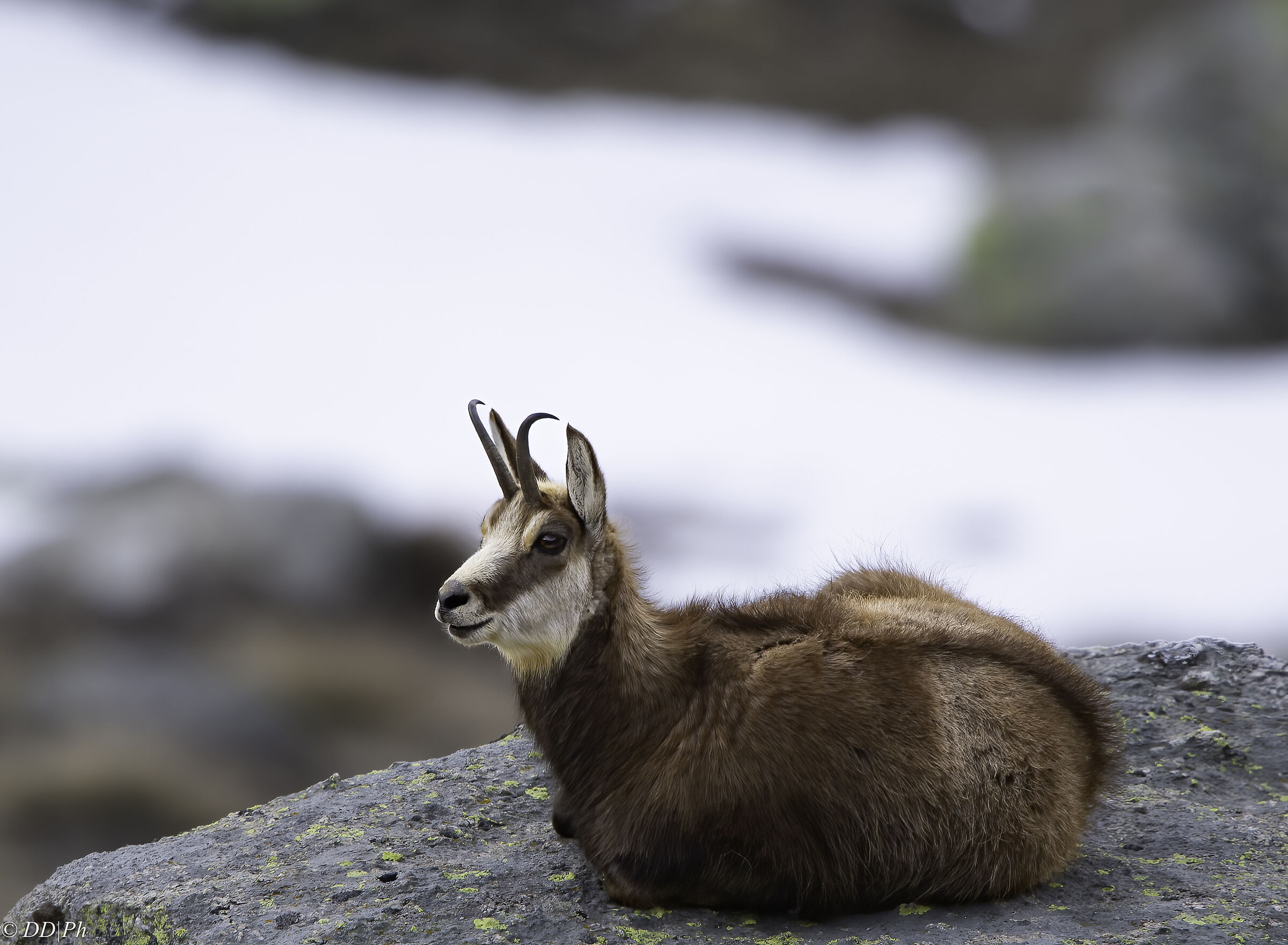Chamois
