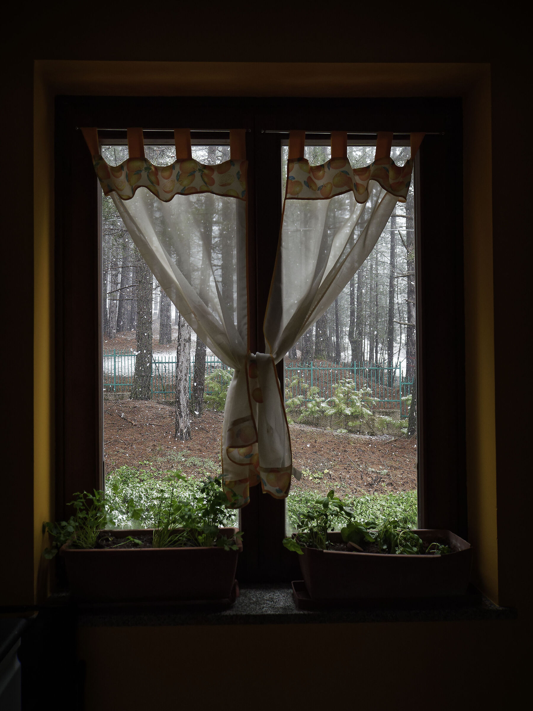 Window on Spring in Sila
