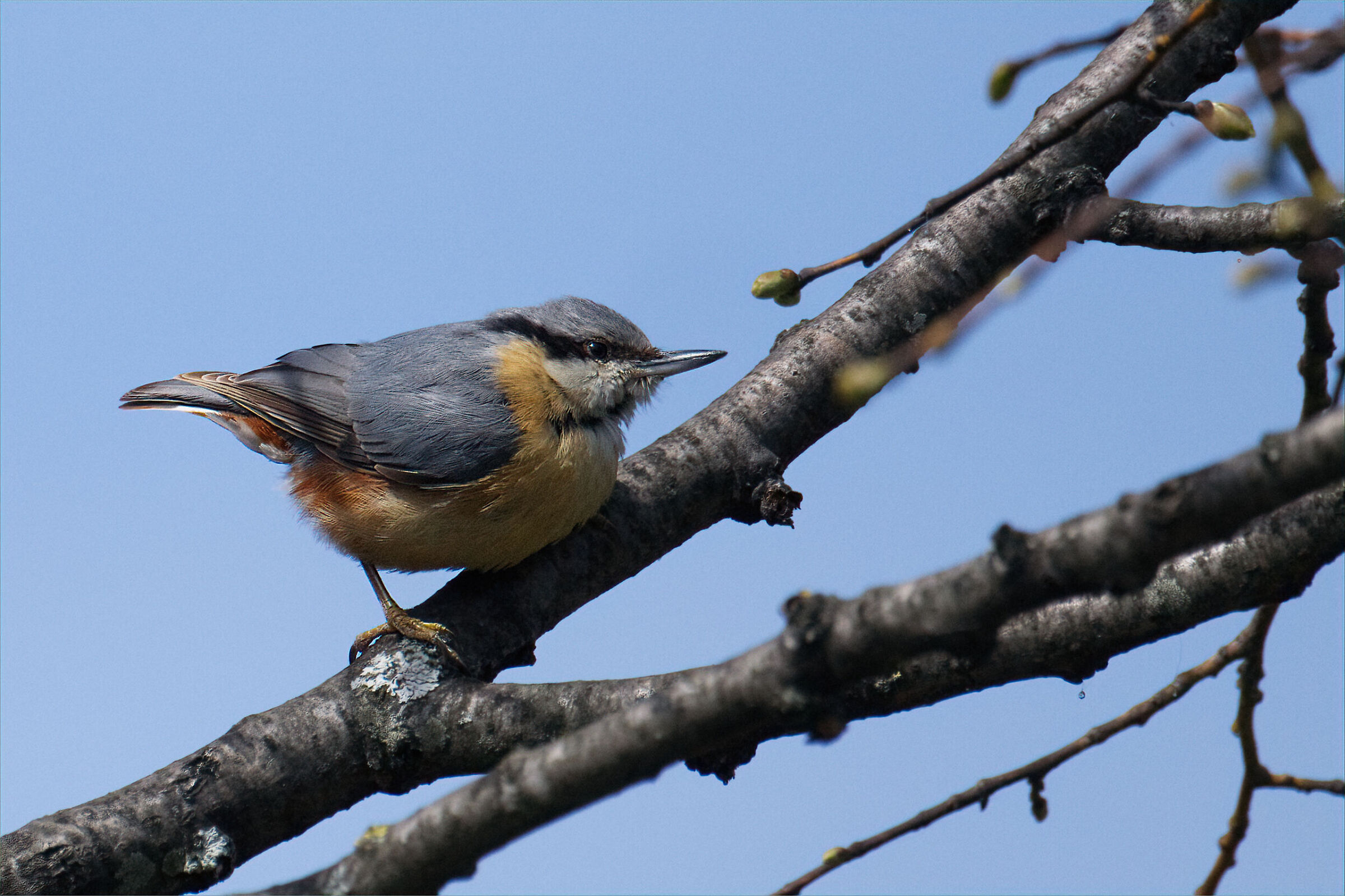 Wood nuthatch