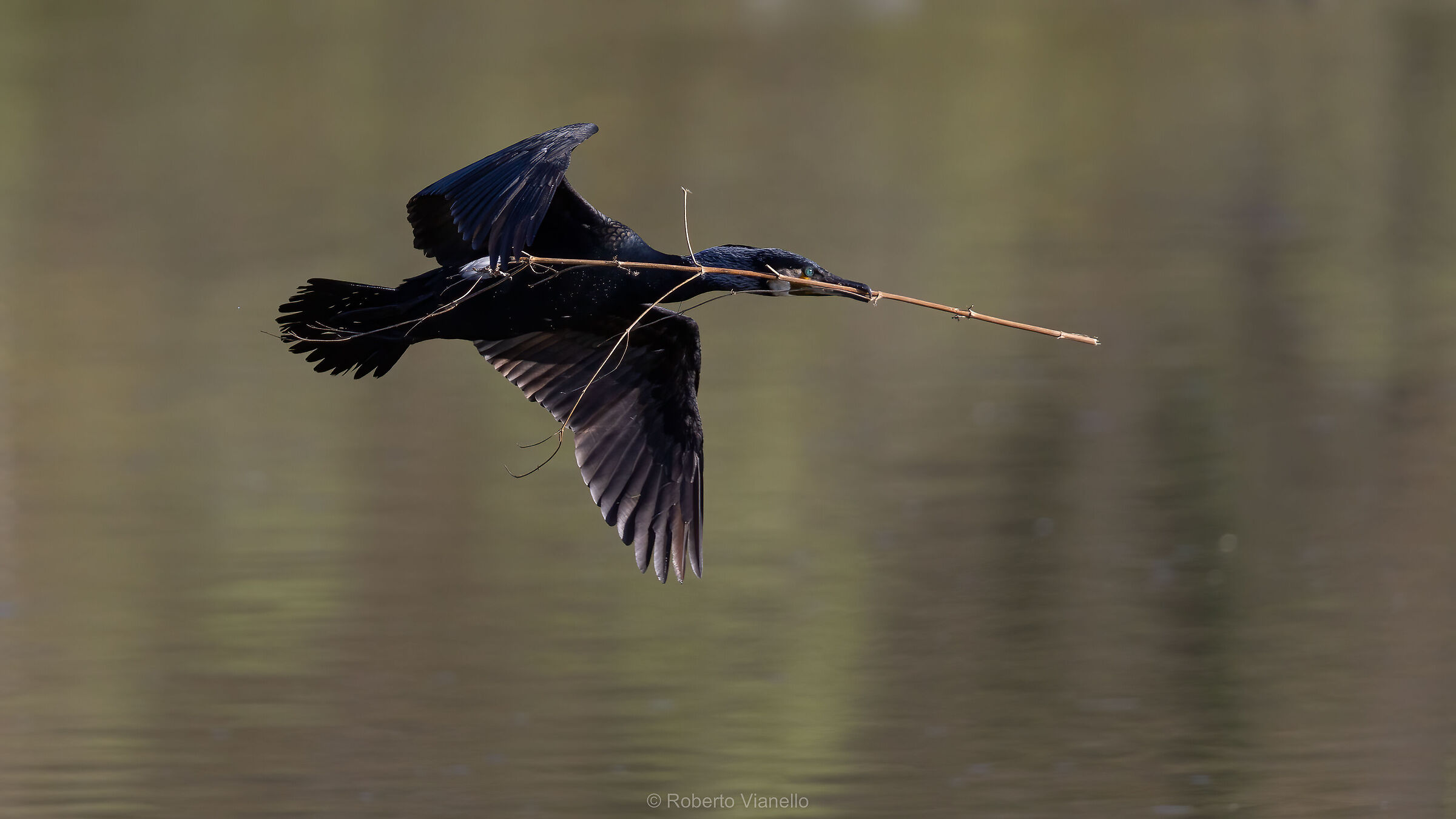 Cormorano (Phalacrocorax carbo)