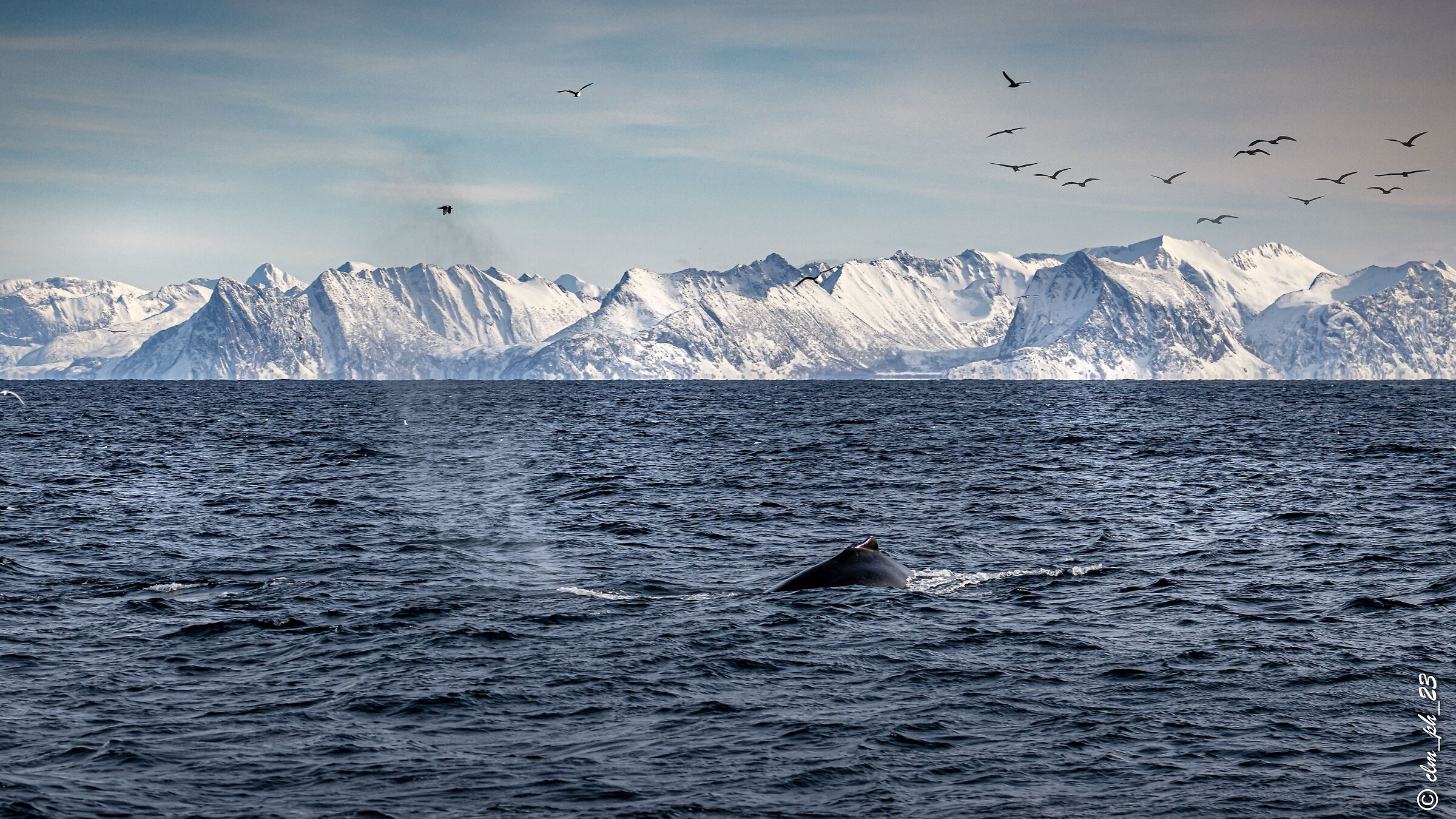 humpback whales, pilot whales, sperm whales