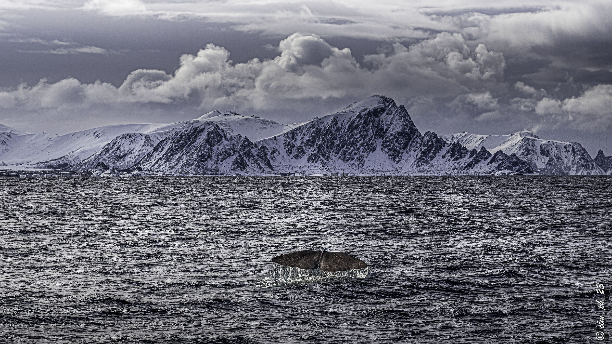 humpback whales, pilot whales, sperm whales
