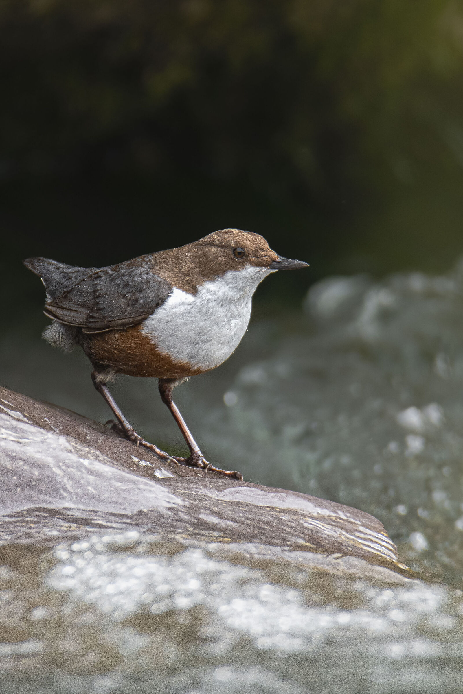 White-throated dipper