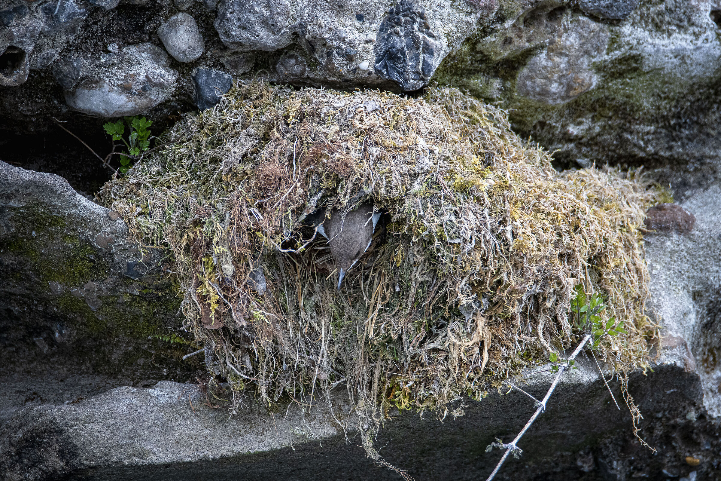 Exit from the nest,Dipper