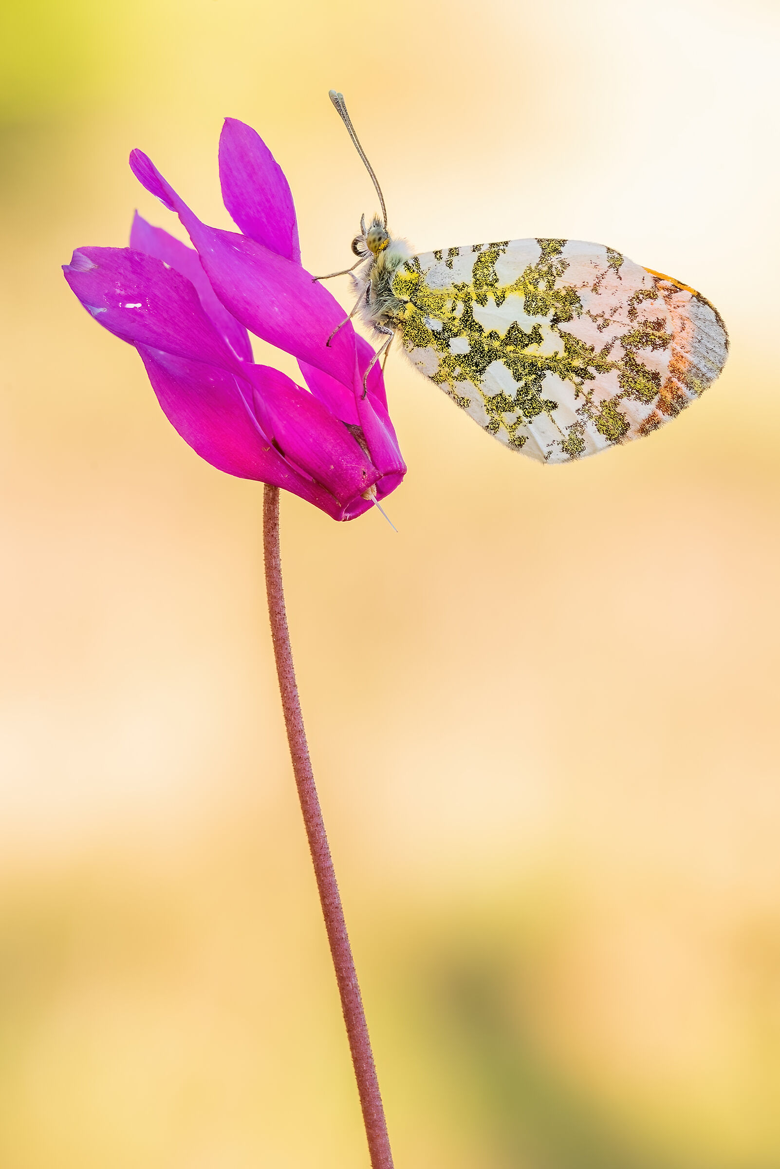Anthocharis cardamines
