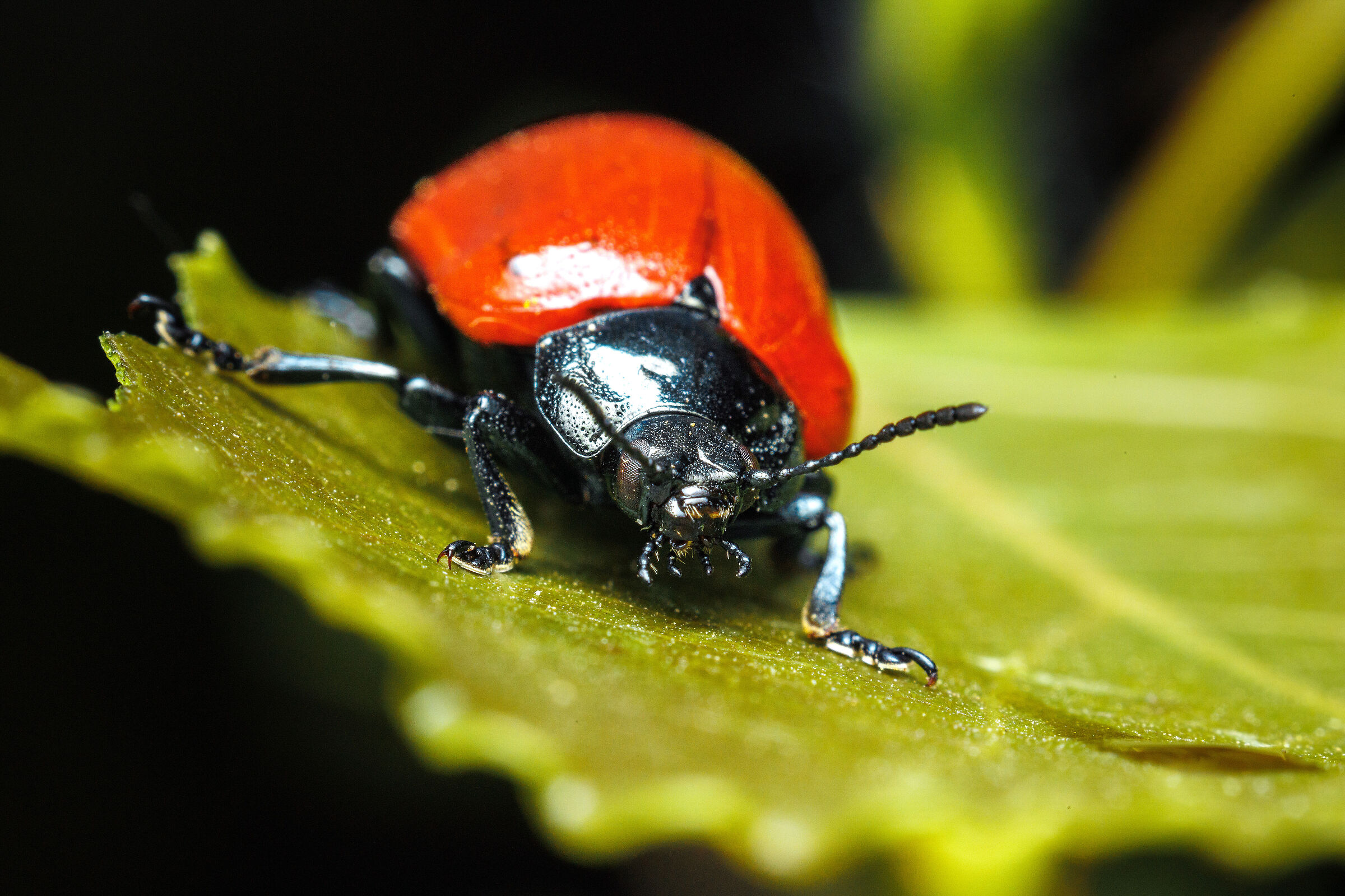 Chrysomela populi