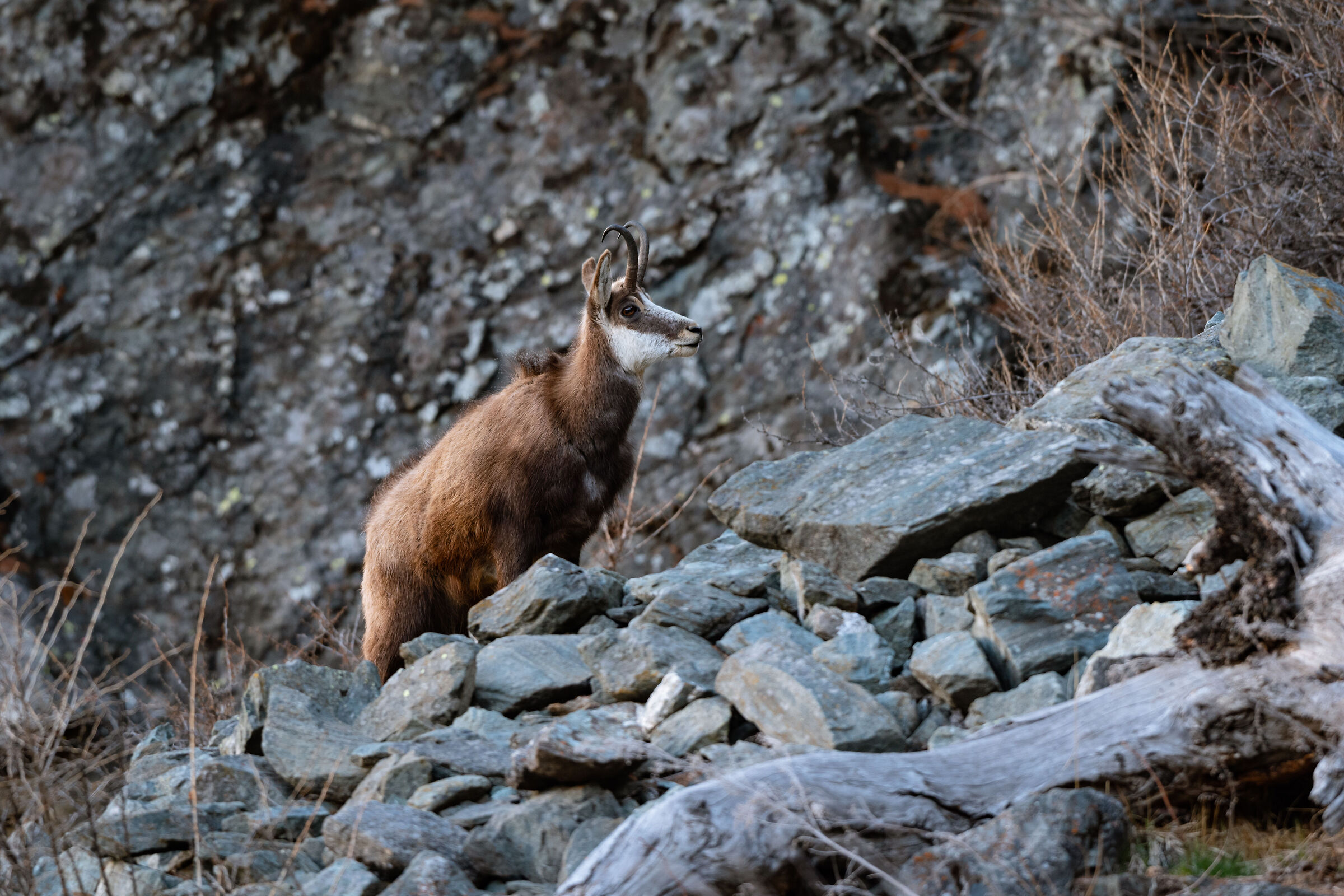Chamois valsavaranche 3