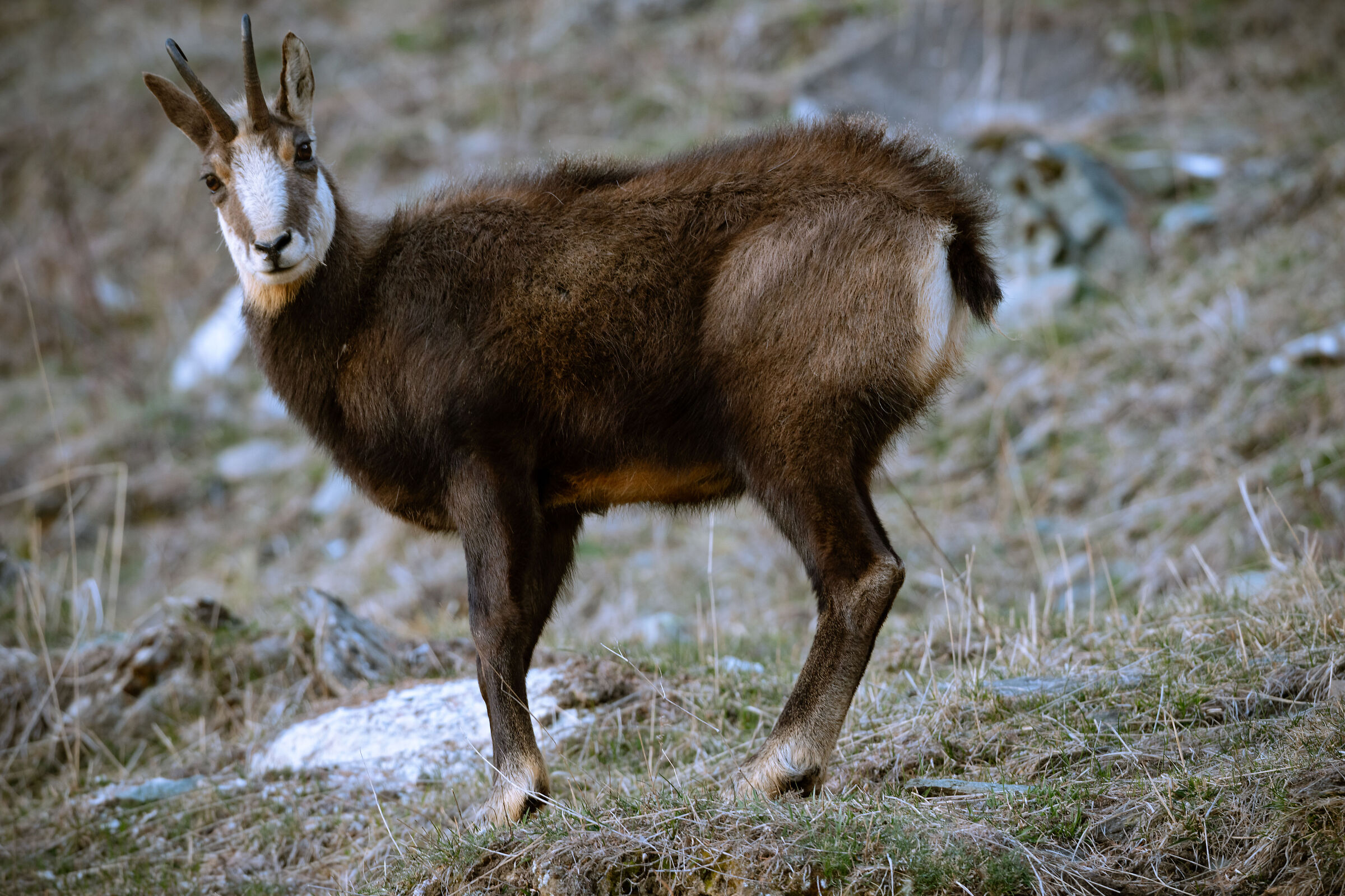 Chamois valsavaranche 4