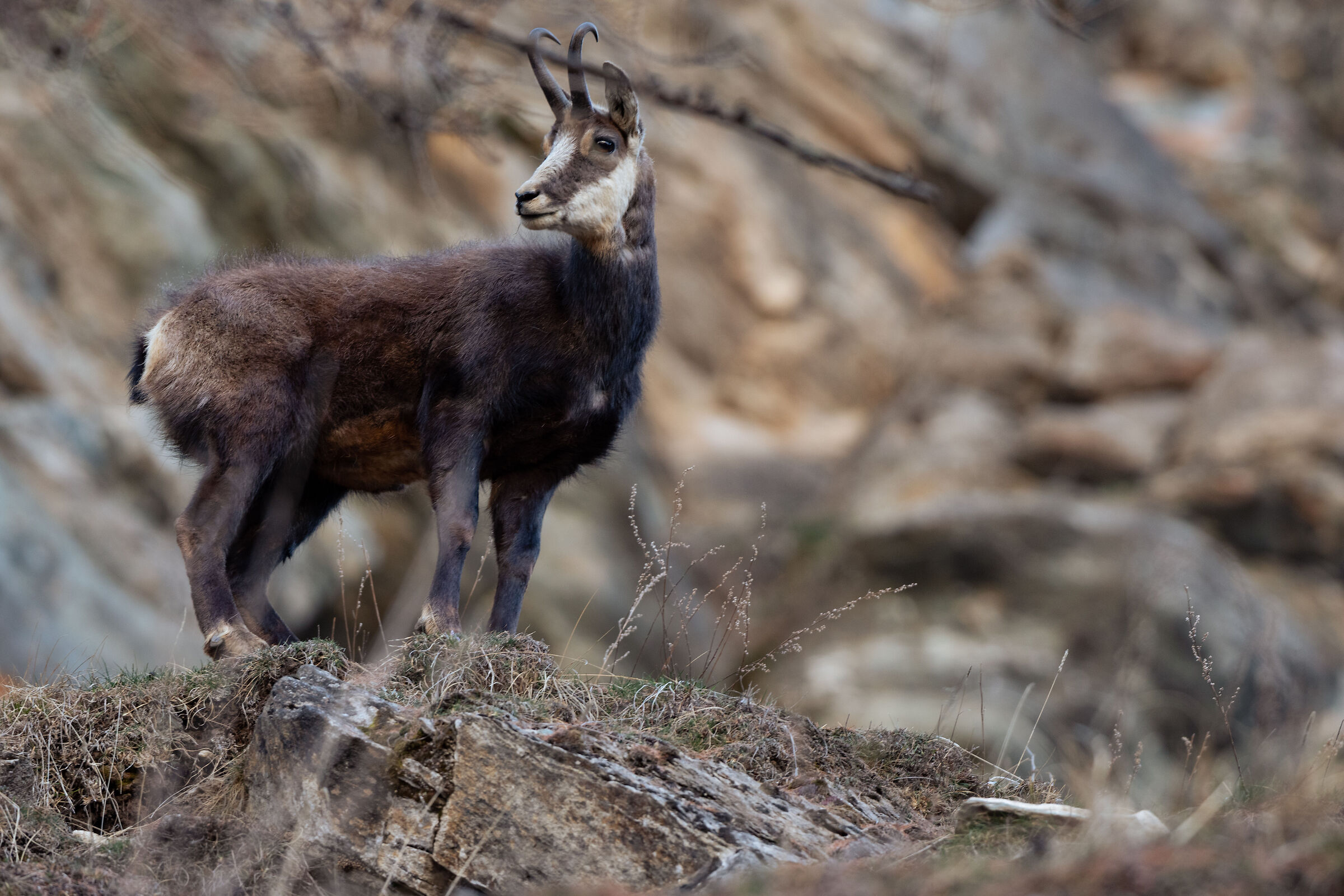 Chamois valsavaranche 5