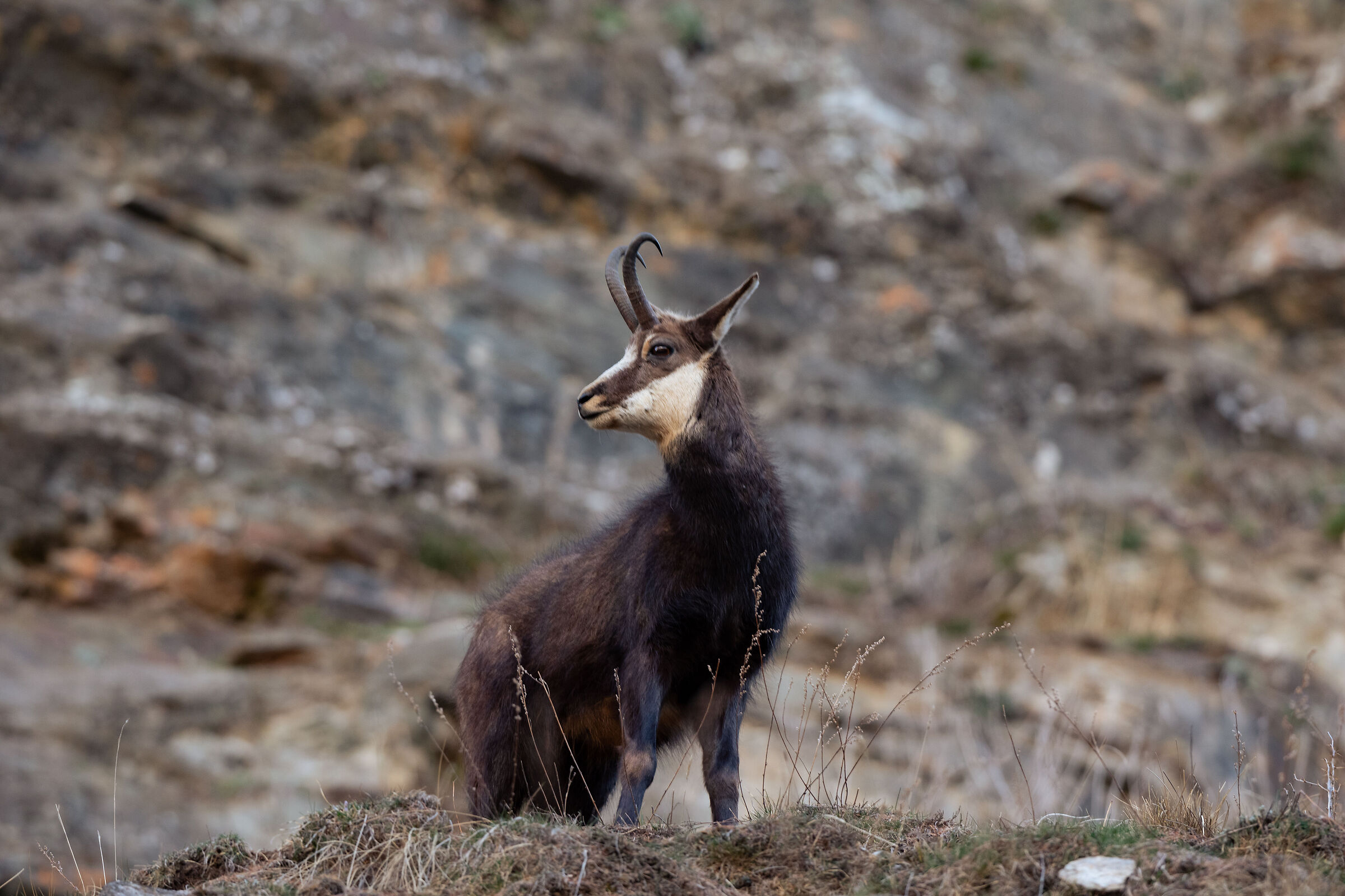 Chamois valsavaranche 6