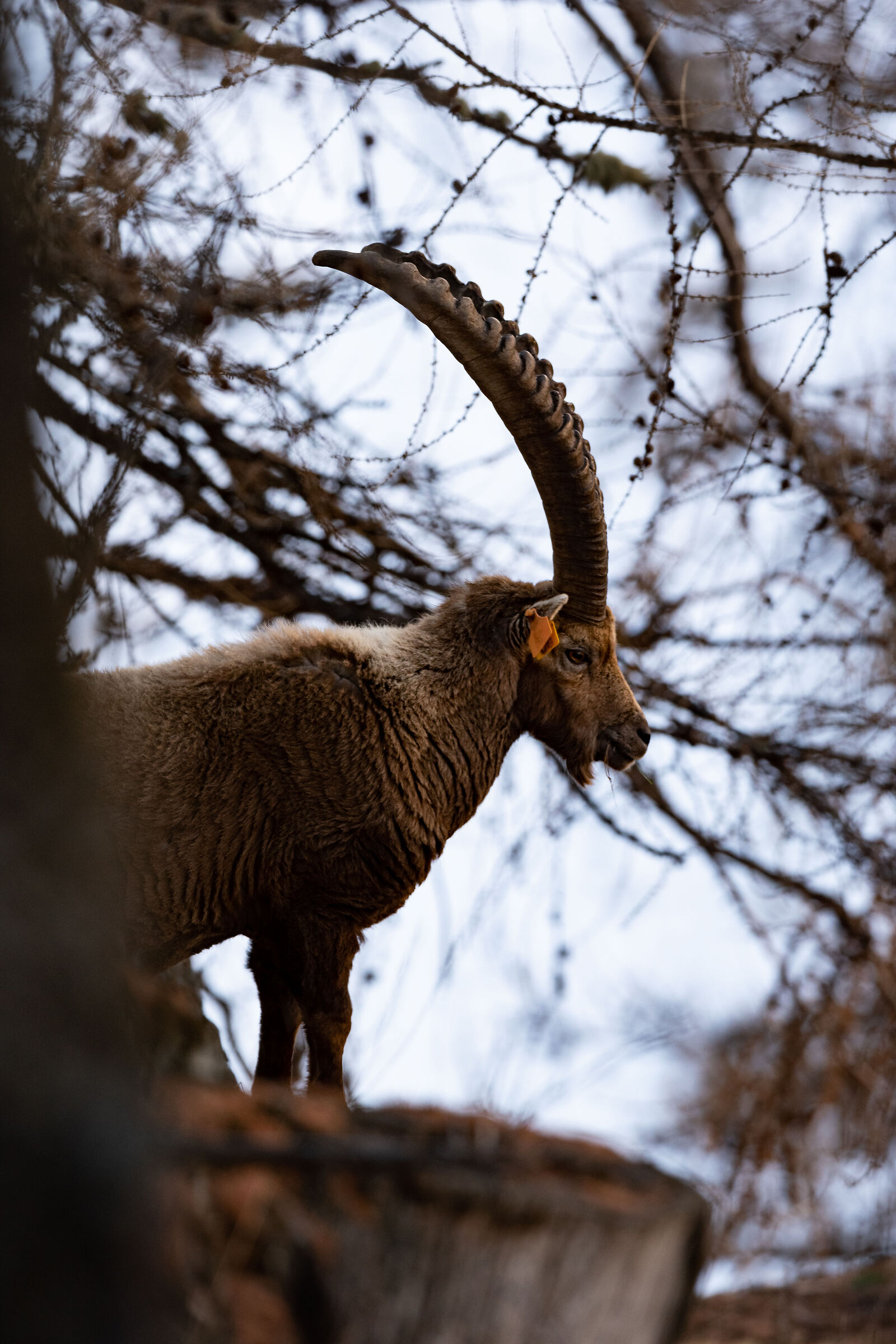 Ibex Valsavaranche 2