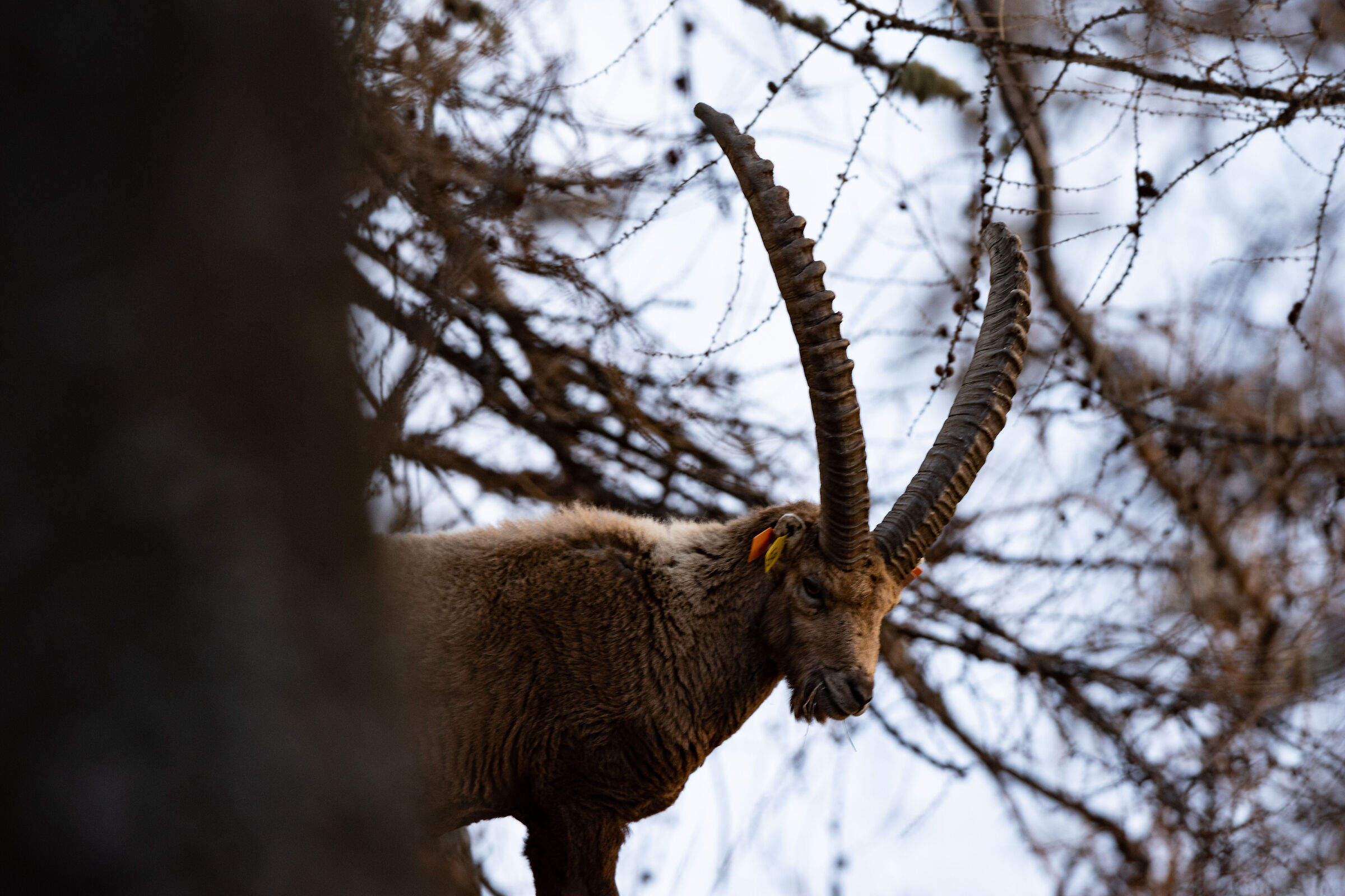 Ibex Valsavaranche 3