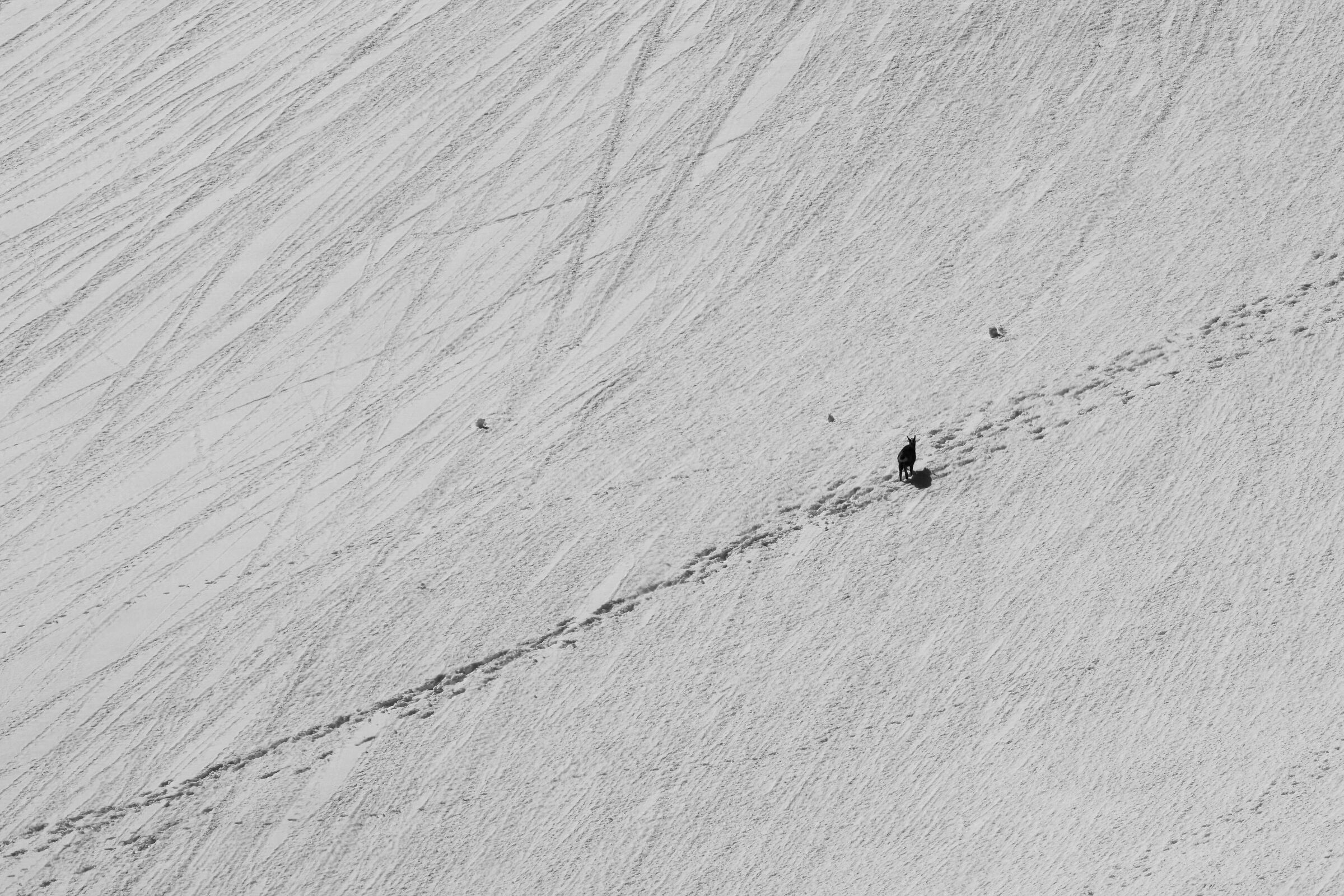Track in the snow 2