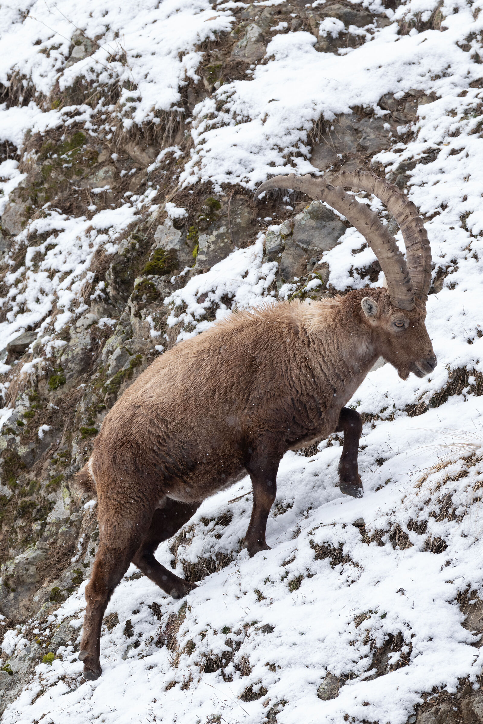 Rhemes Ibex 4