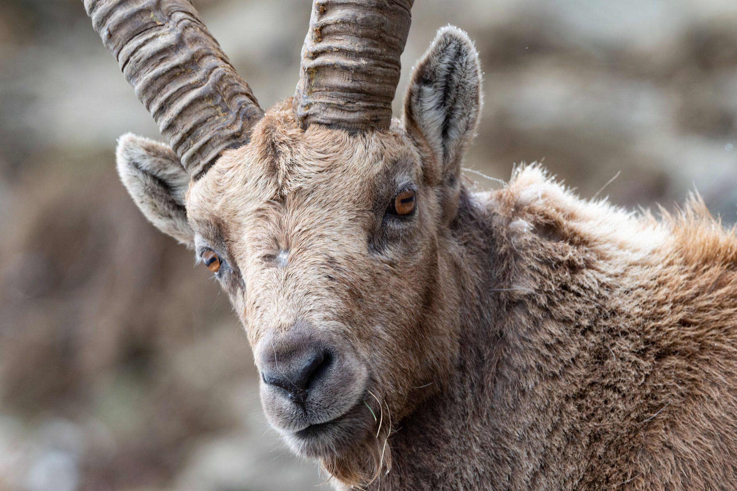 Ibex Rhemes 7
