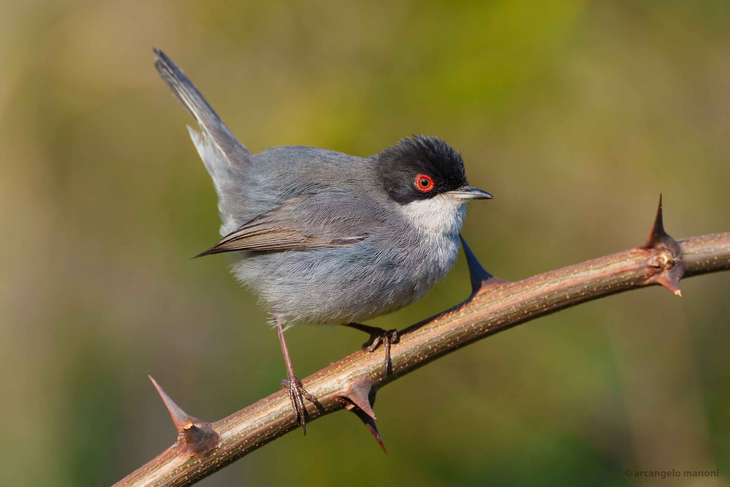 Buona Pasqua a tutti con il mio amico occhiocotto