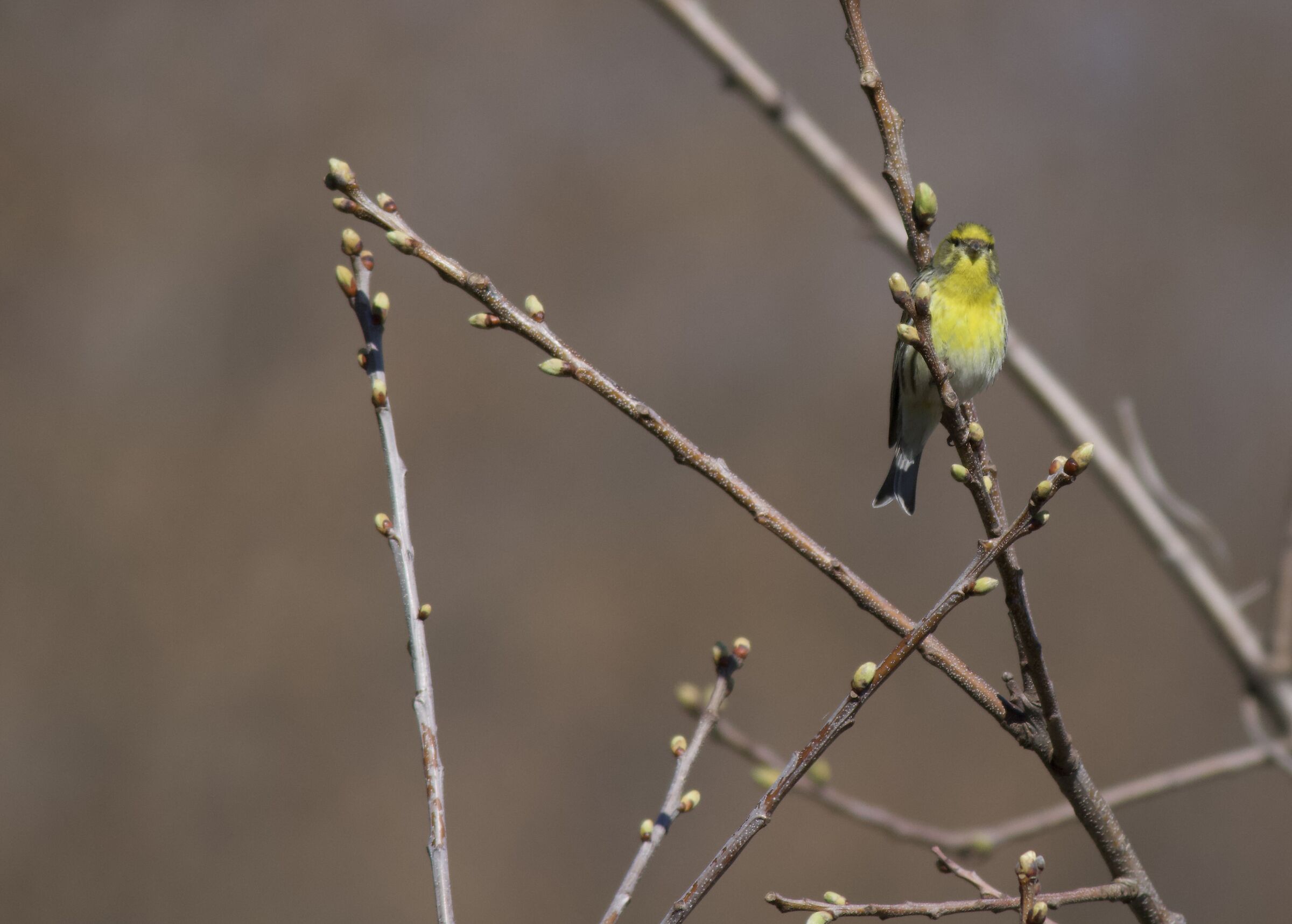 A yellow bunting at Easter