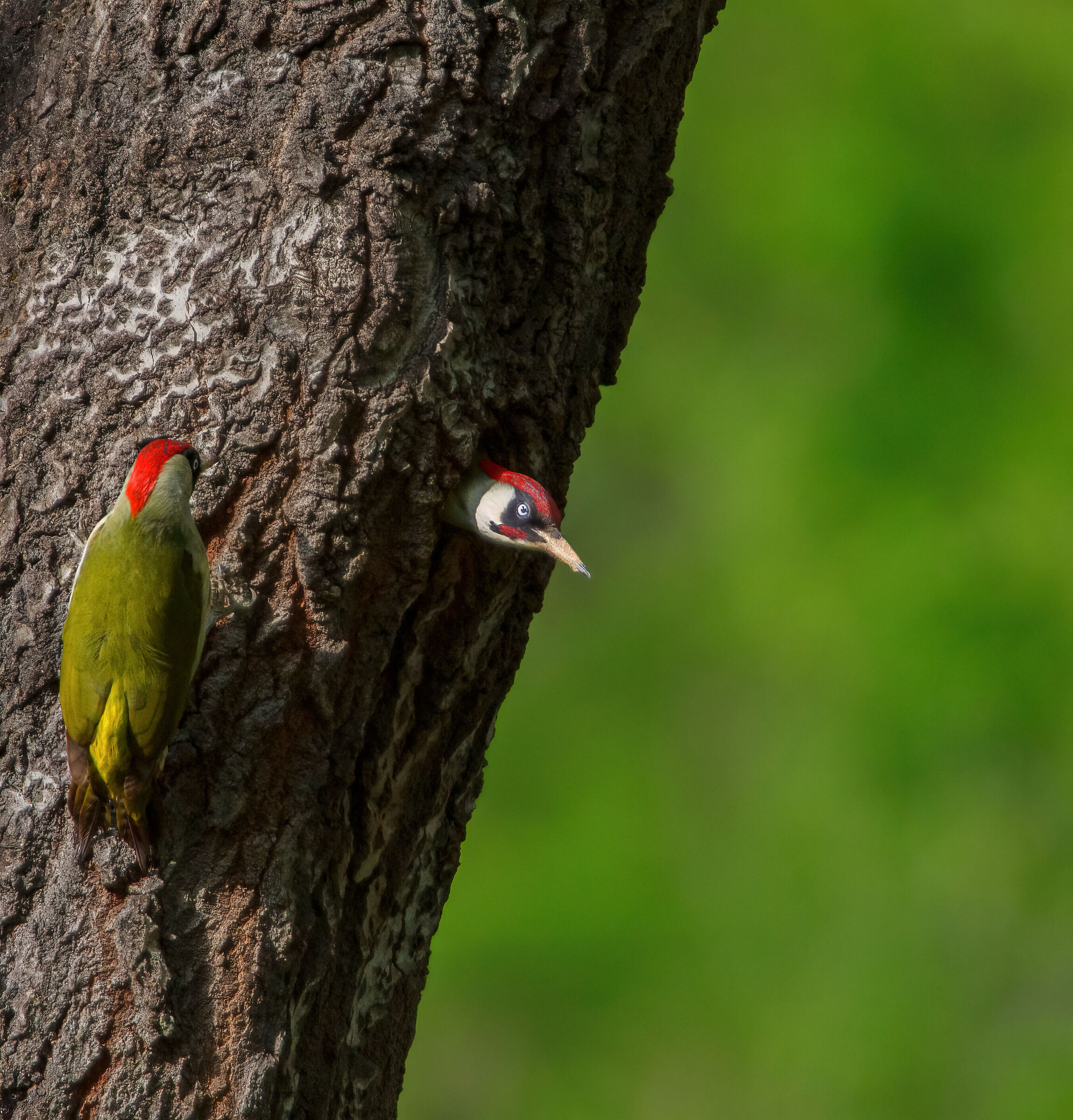 Green woodpeckers