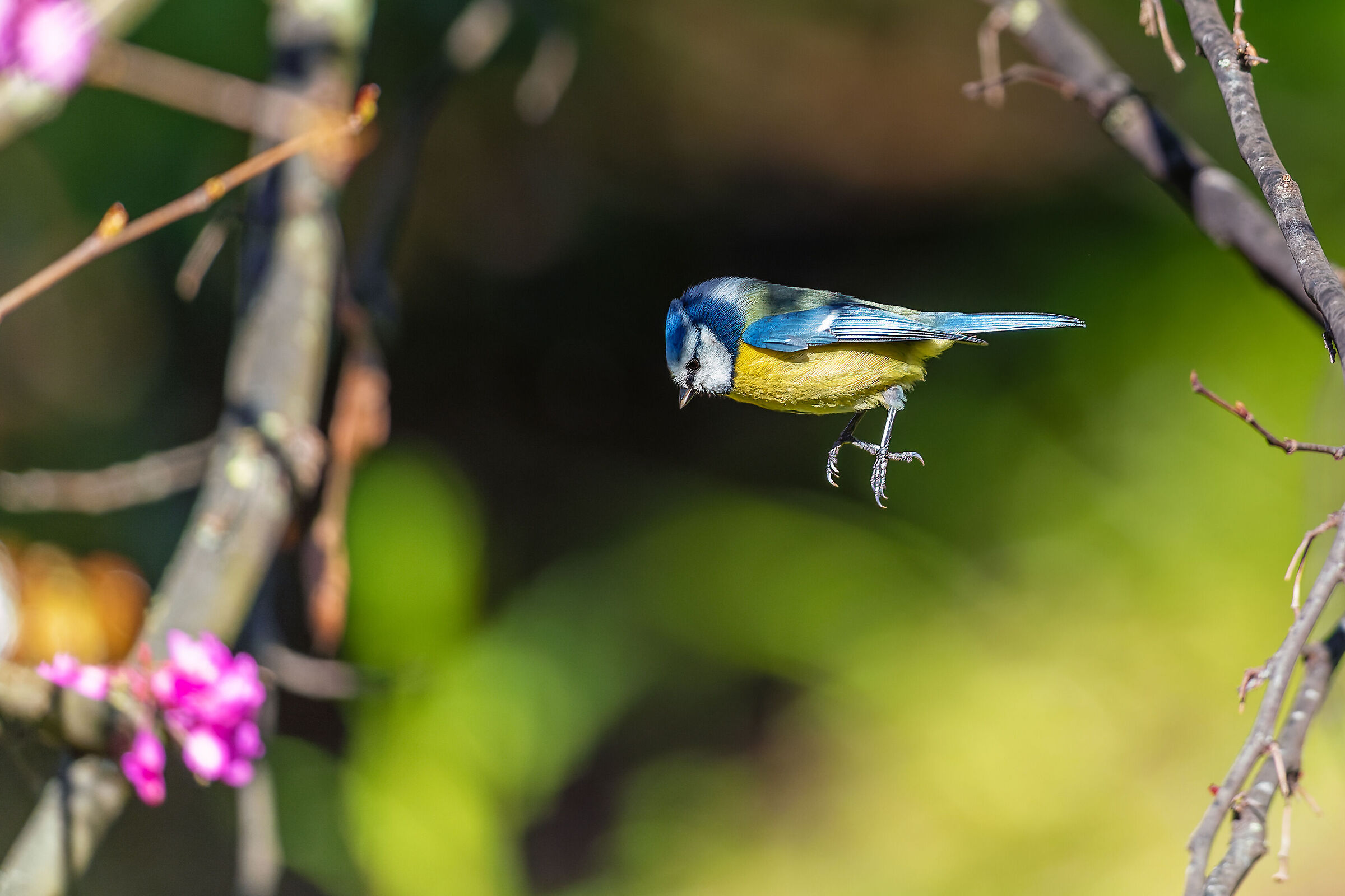 The jump of the Blue