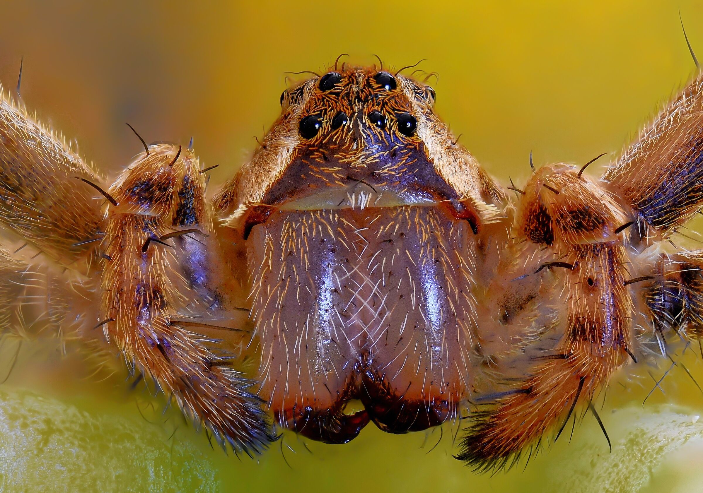 La maestosità del Ragno-lupo