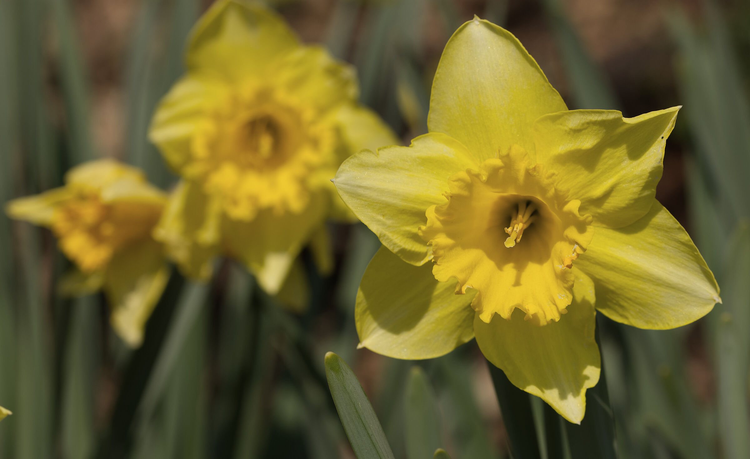 narcissus