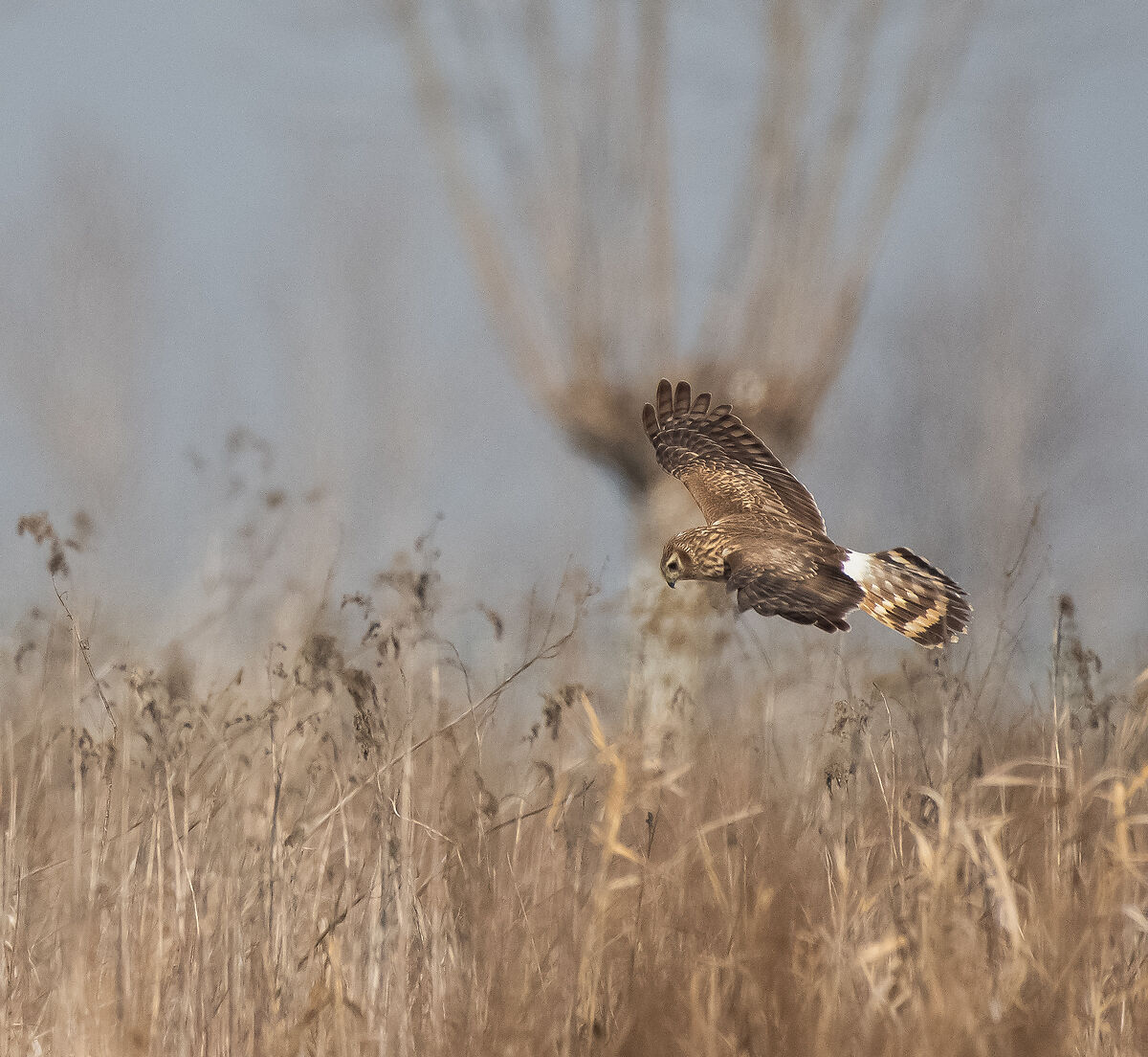 female hen harrier