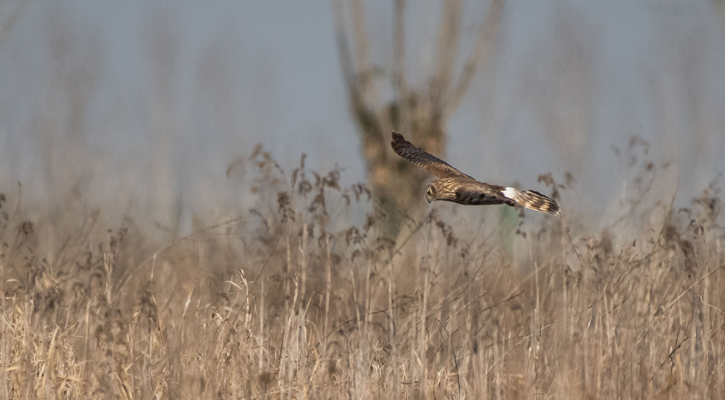 female hen harrier