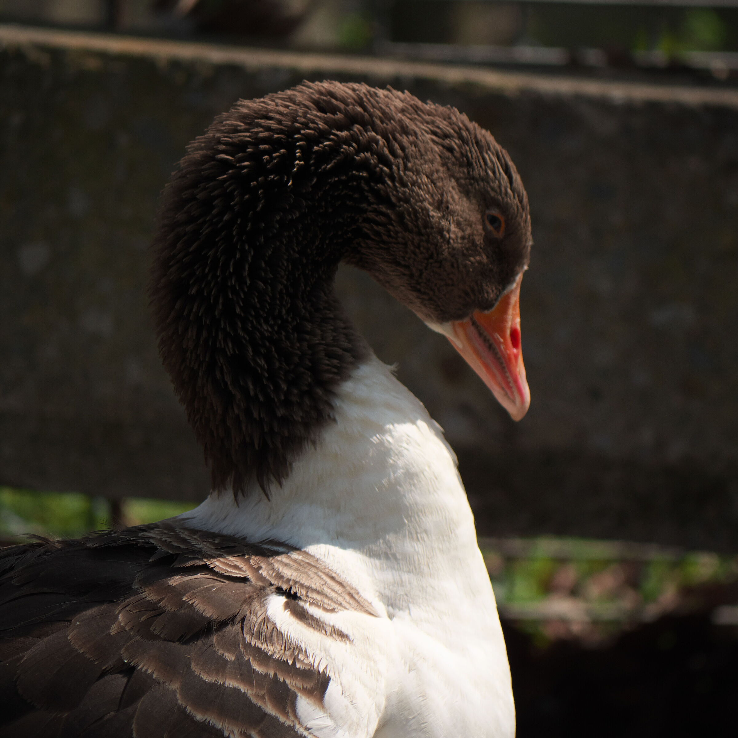Anser anser domesticus "Pomeranian"