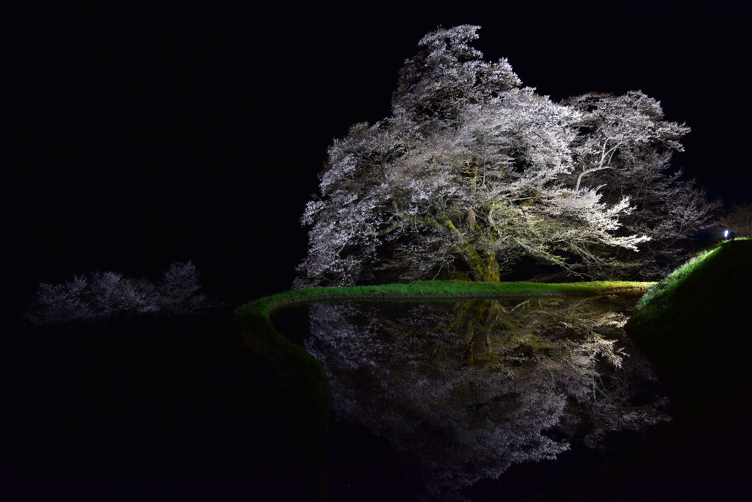 midnight eagle (sakura in japan)