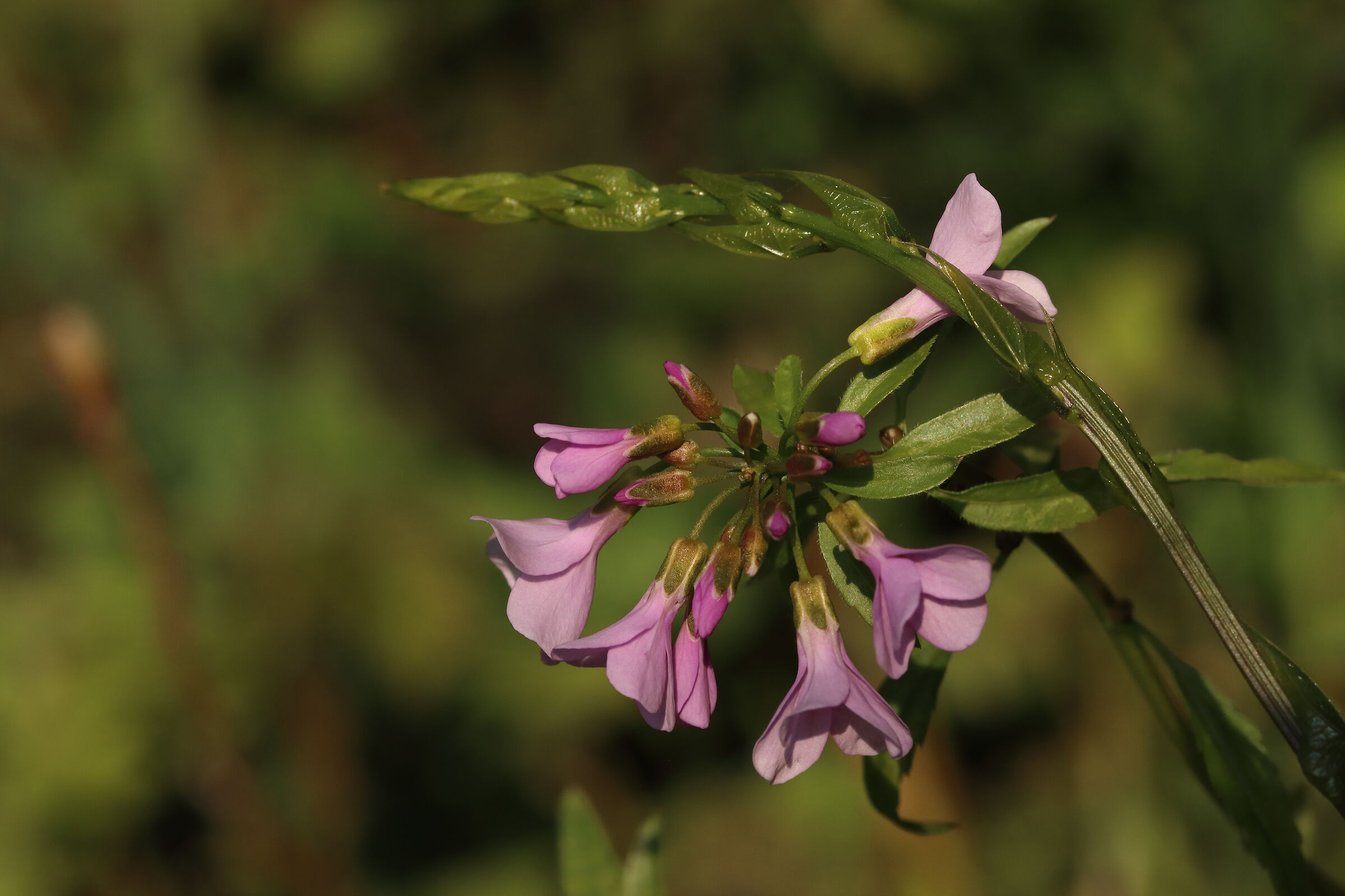 flowers and "loertis"