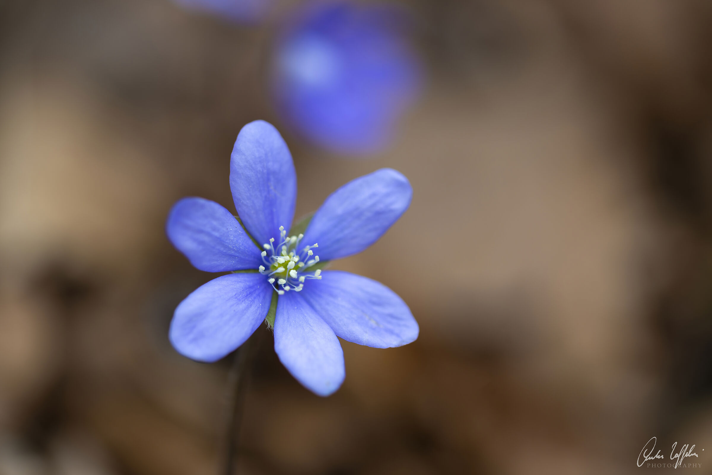 Hepatica nobilis