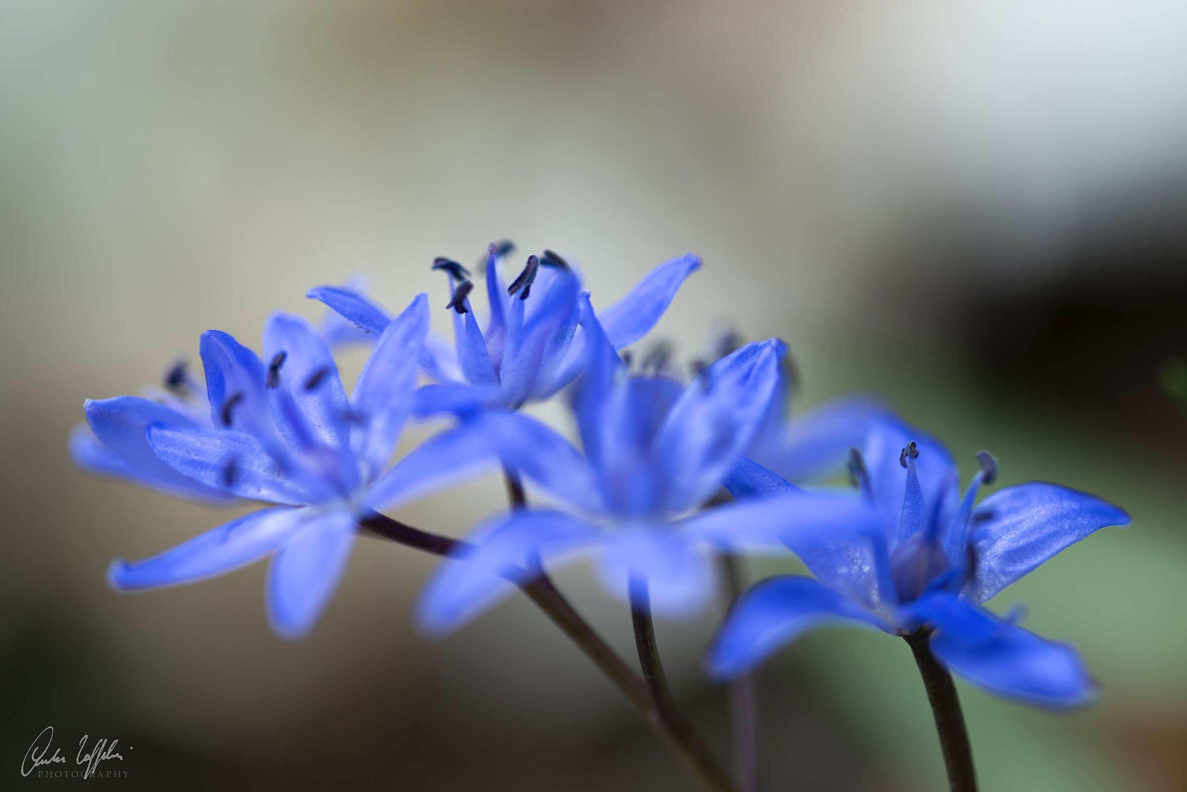 Scilla bifolia