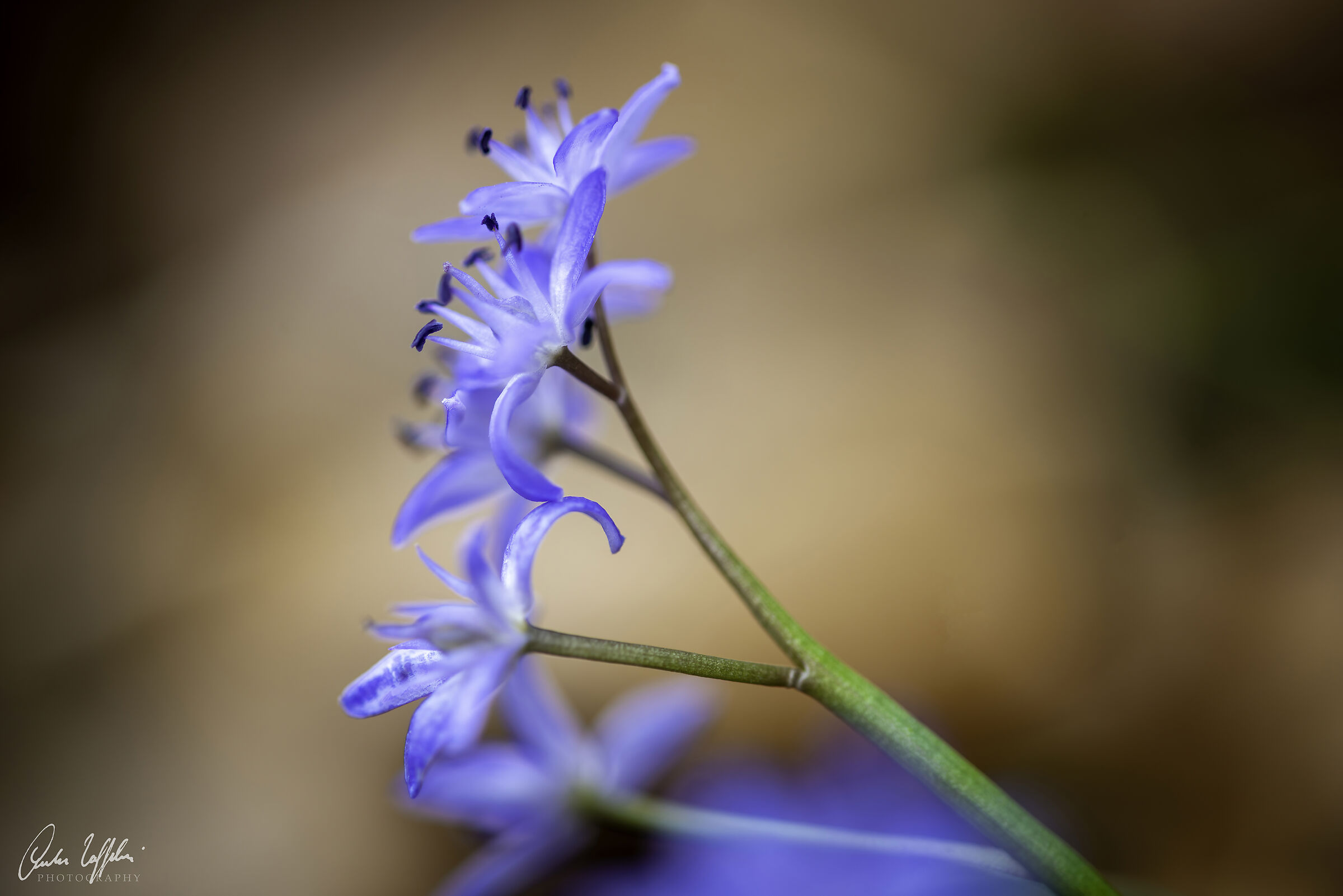 Scilla bifolia 2