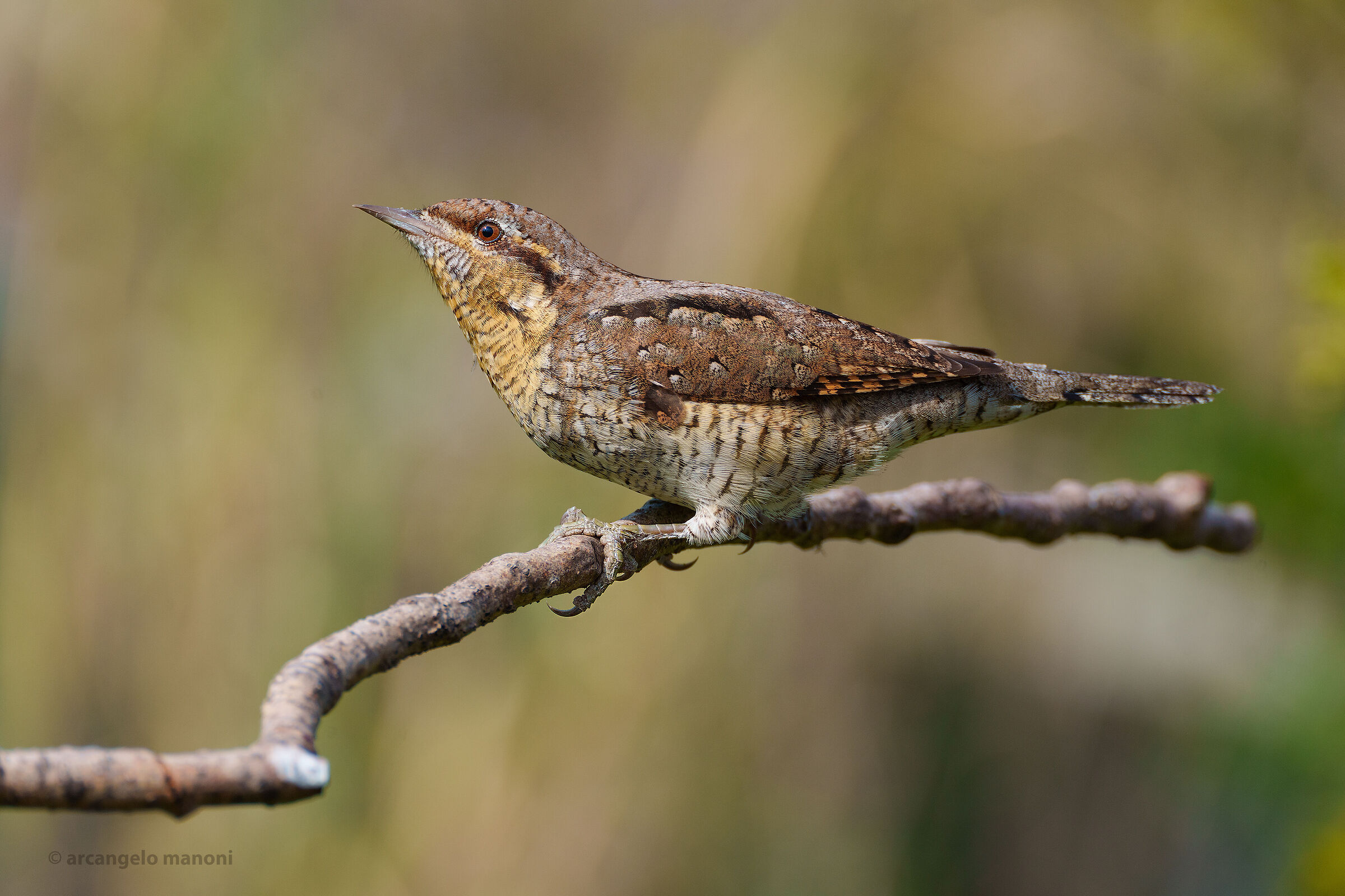 The alien torticollis