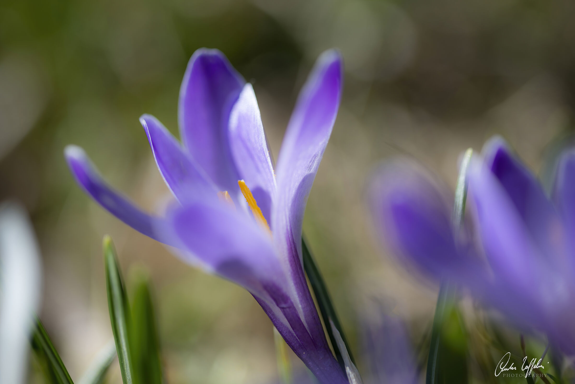 Crocus