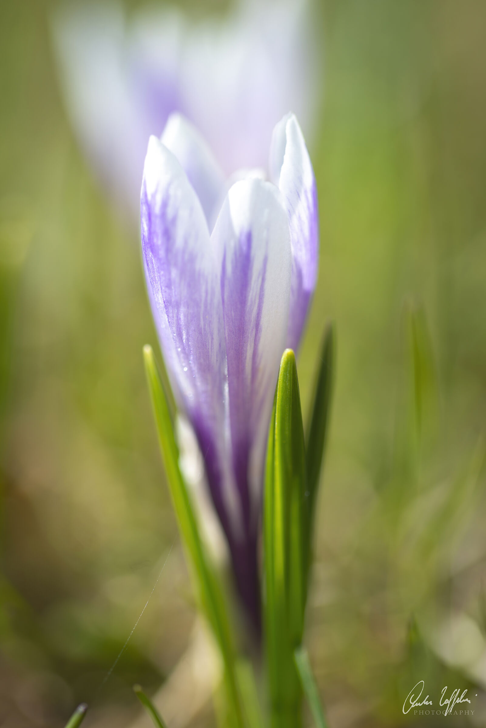 Crocus 2