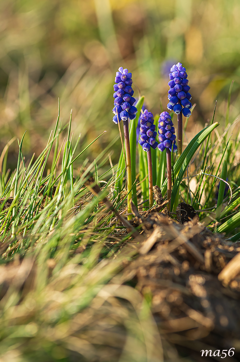 Muscari azzurro