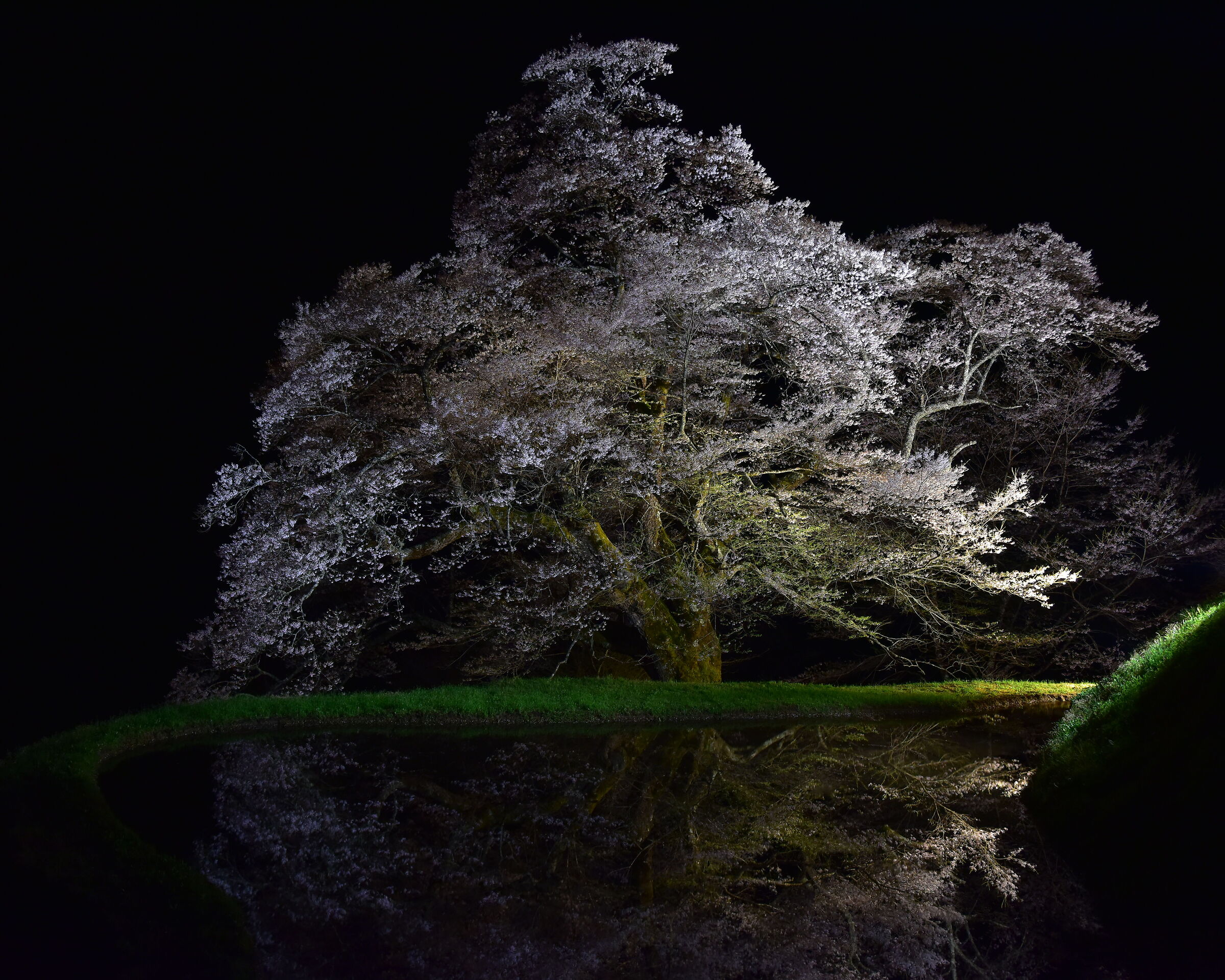 midnight eagle (sakura in japan)
