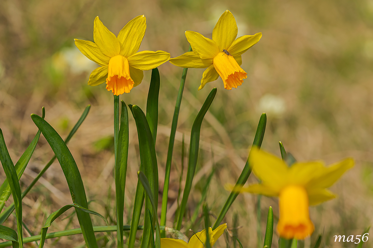 Narciso